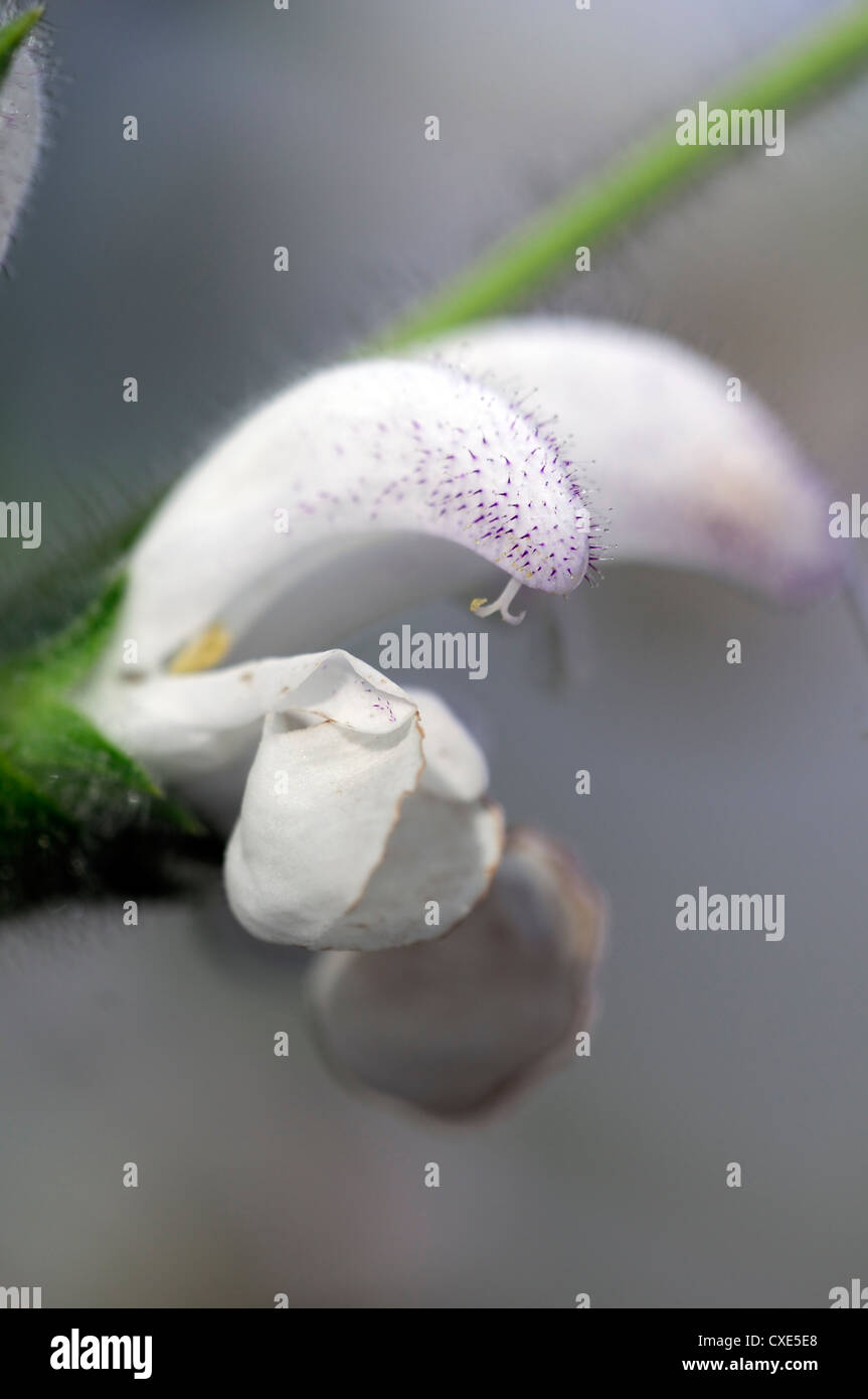 Salvia argentea White flowers flower Silver Sage Argentea Lamiaceae