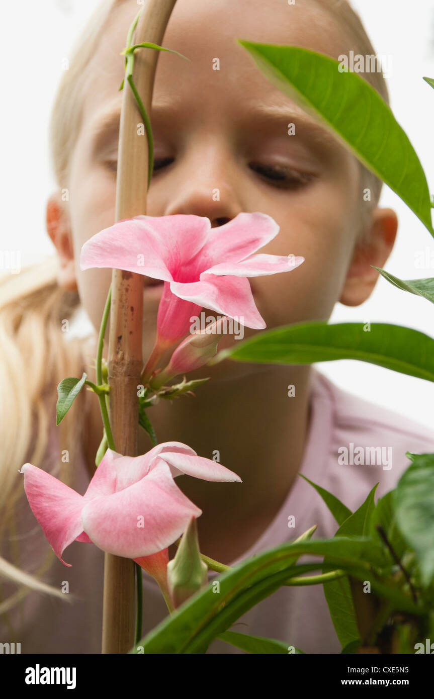 Girl smelling mandevilla flowers Stock Photo - Alamy