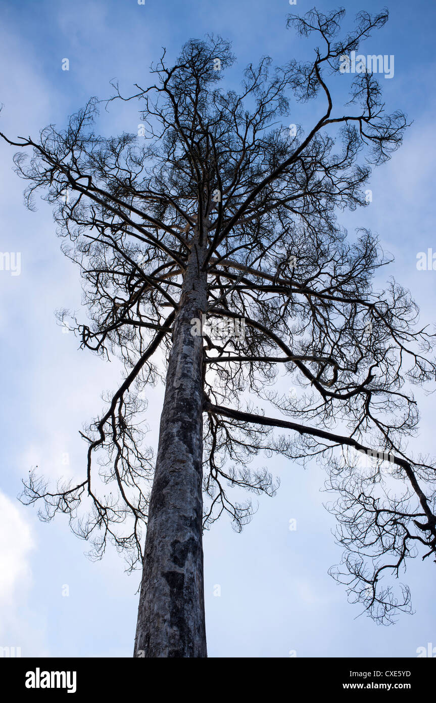 pine tree under blue sky Stock Photo - Alamy