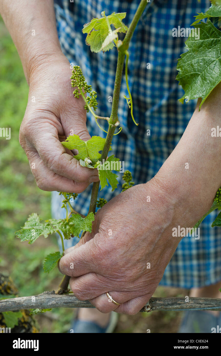 Woman tending to grapevine, cropped Stock Photo - Alamy