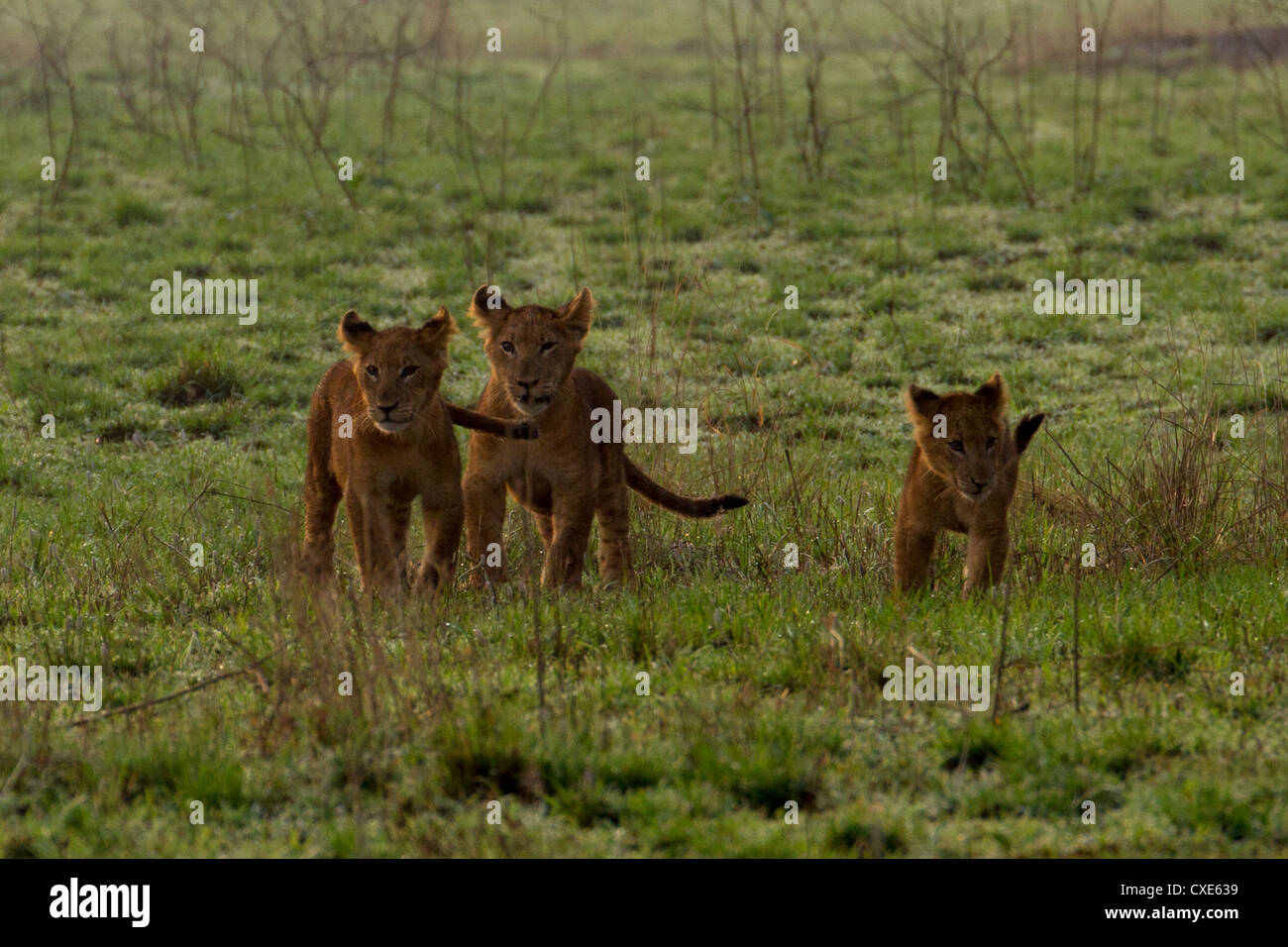 Three lion cubs (Panthera leo) playing , Queen Elizabeth National Park, Uganda Stock Photo