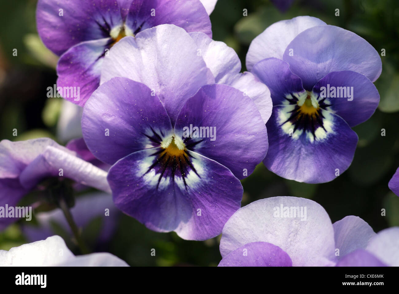 Berlin, Pansy Stock Photo