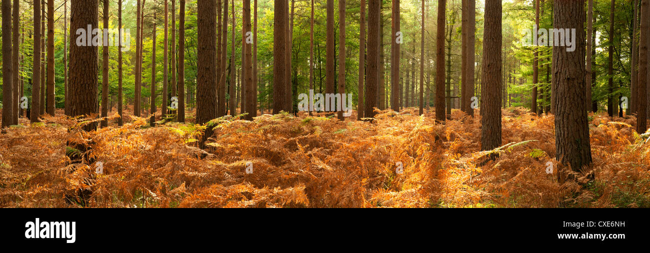 Interior of Pine Forest, New Forest, Hampshire, England, UK Stock Photo