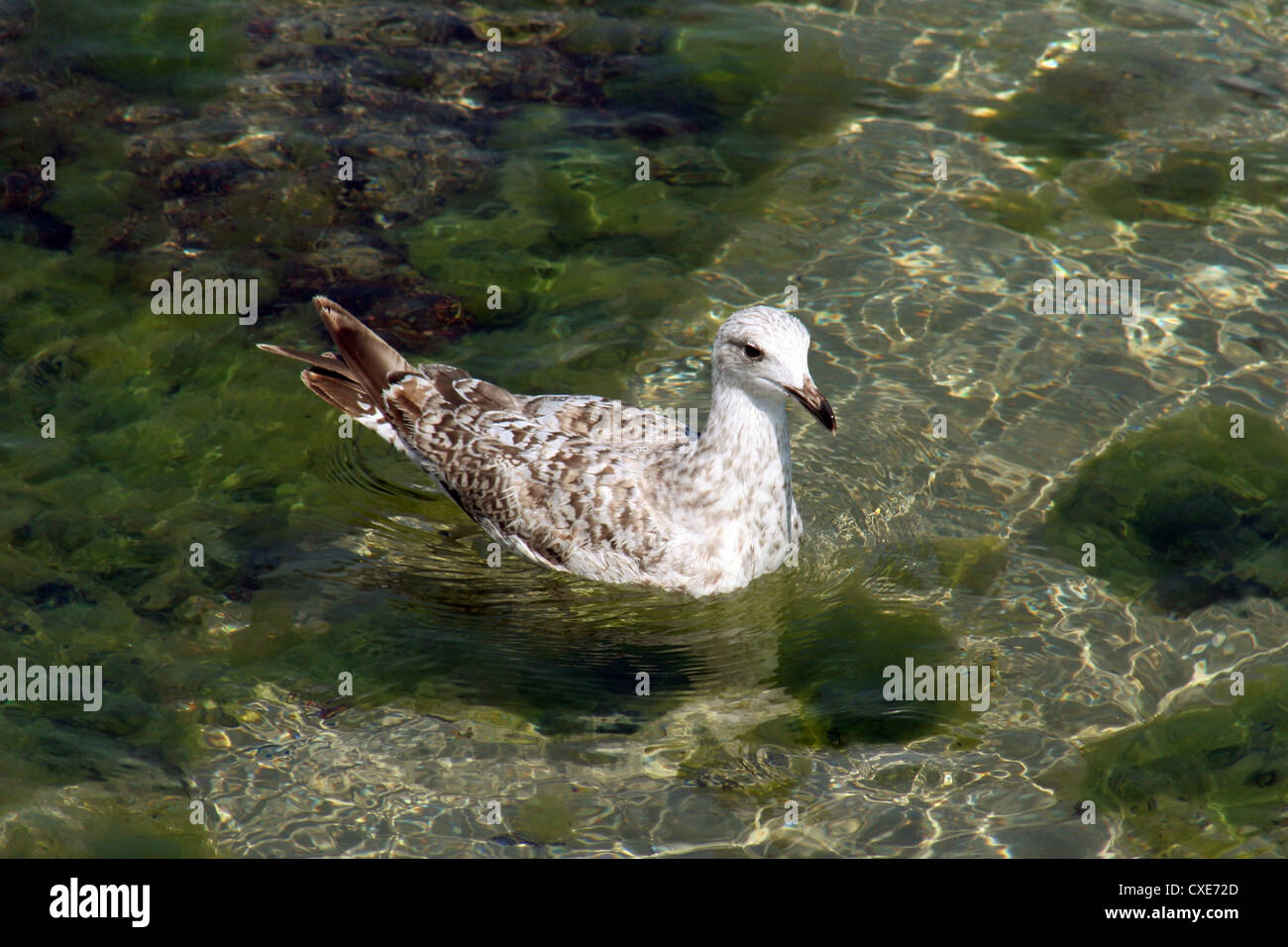 Kuehlungsborn, a gull floating on the water Stock Photo