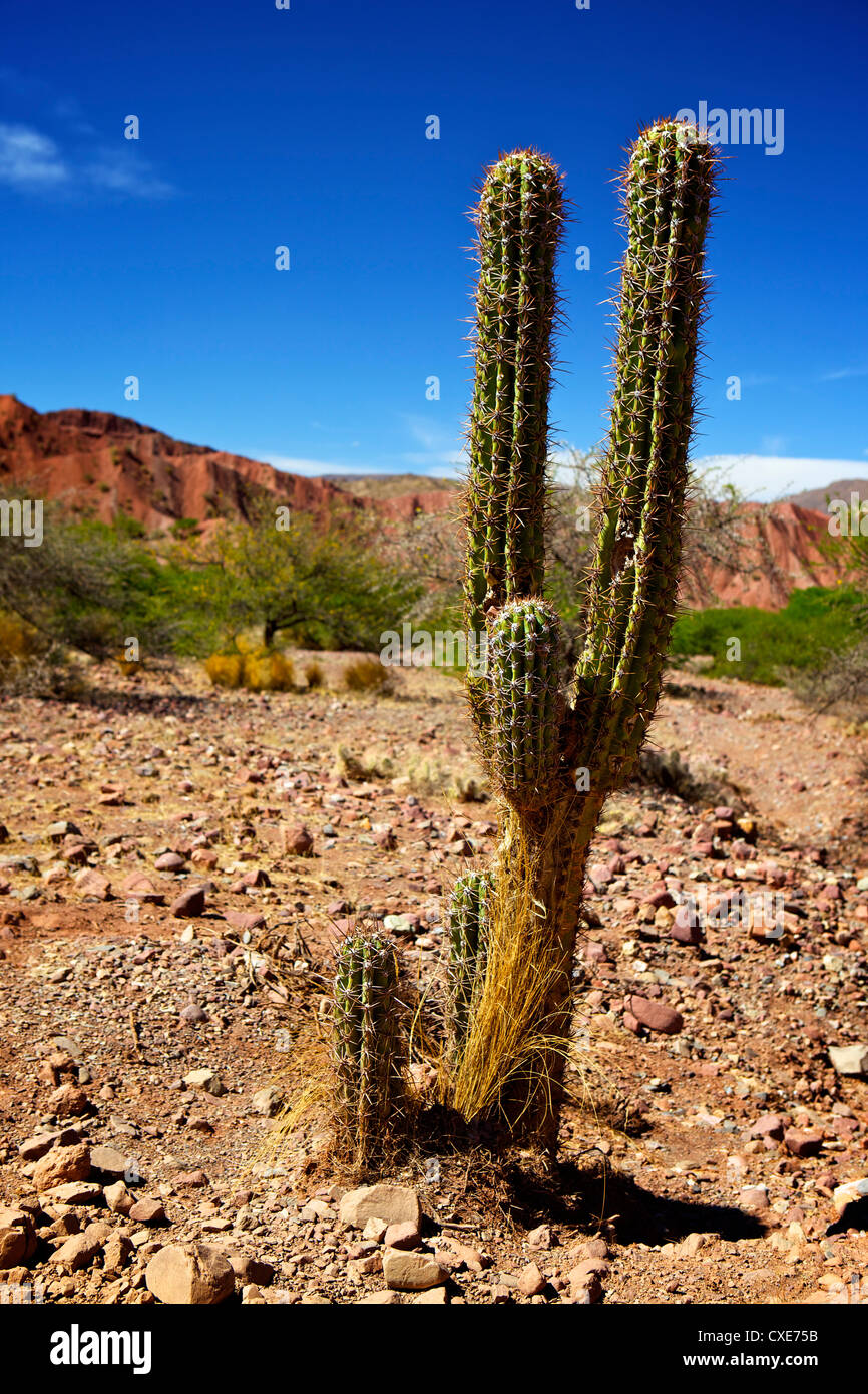 Cacti in Canon Del Inca, Tupiza Chichas Range, Andes, Southwestern Bolivia, South America Stock Photo