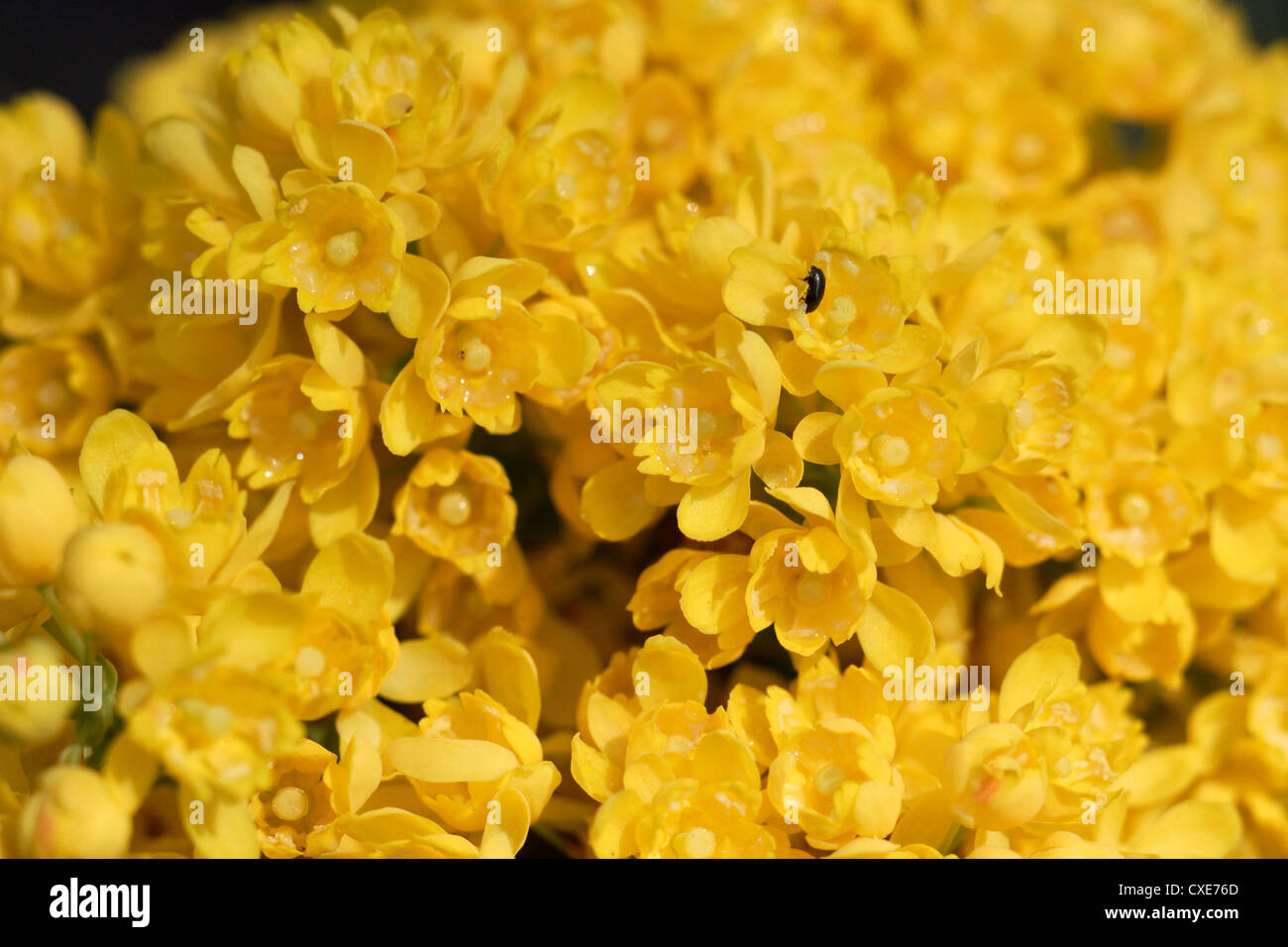 Berlin, yellow blossoms Stock Photo