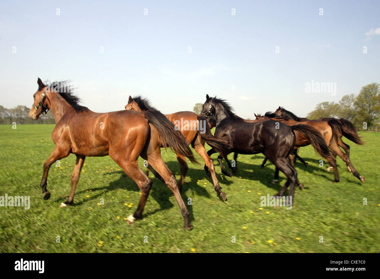 Görlsdorf, horses in motion in the pasture Stock Photo