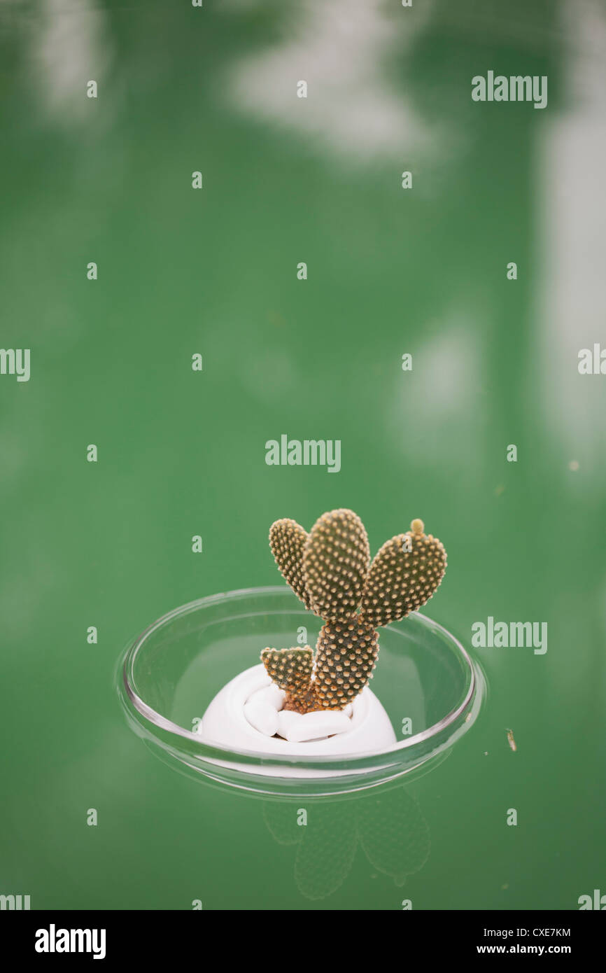 Cacti in a bowl hi-res stock photography and images - Alamy