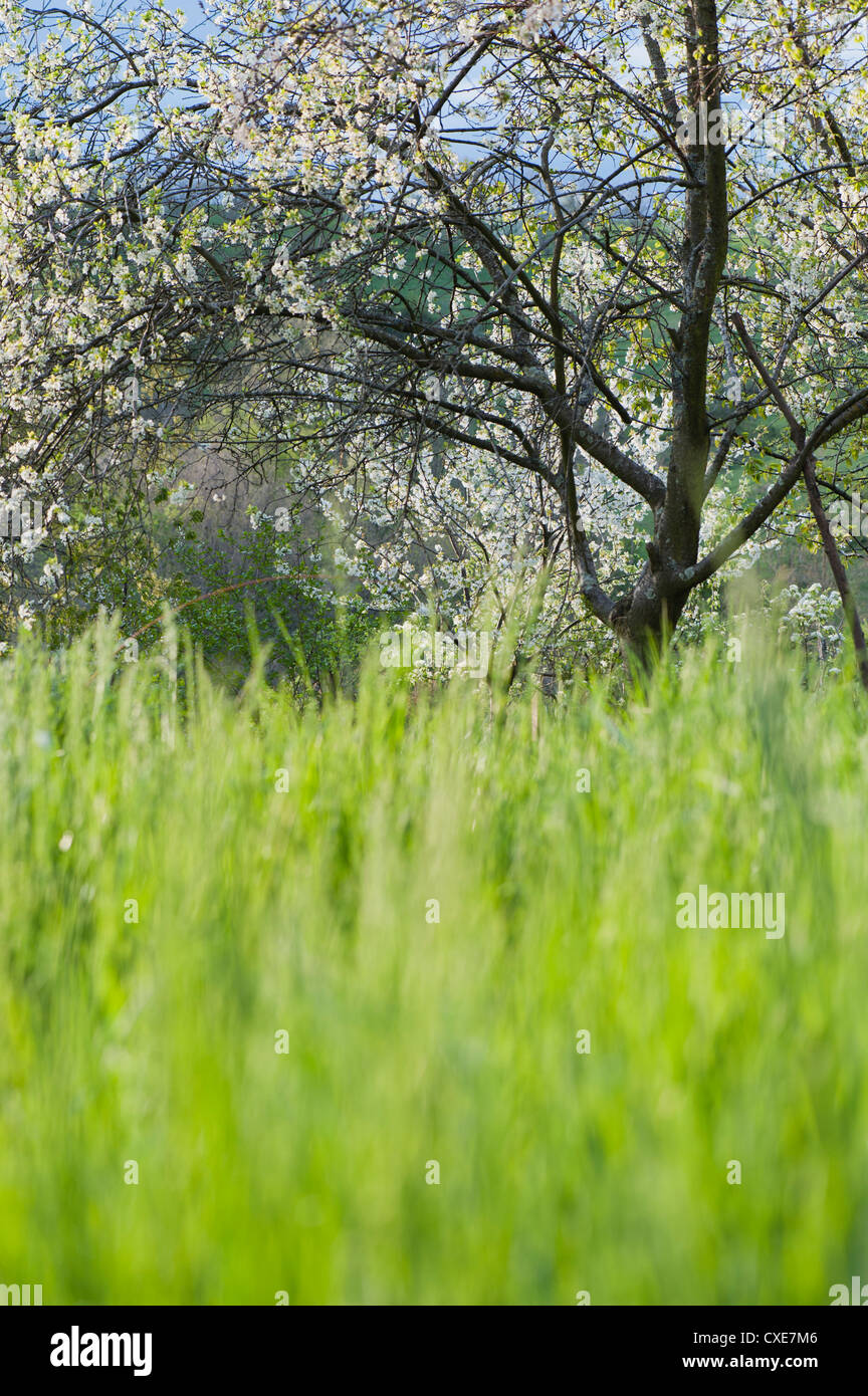 Tall grass and apple tree in meadow Stock Photo