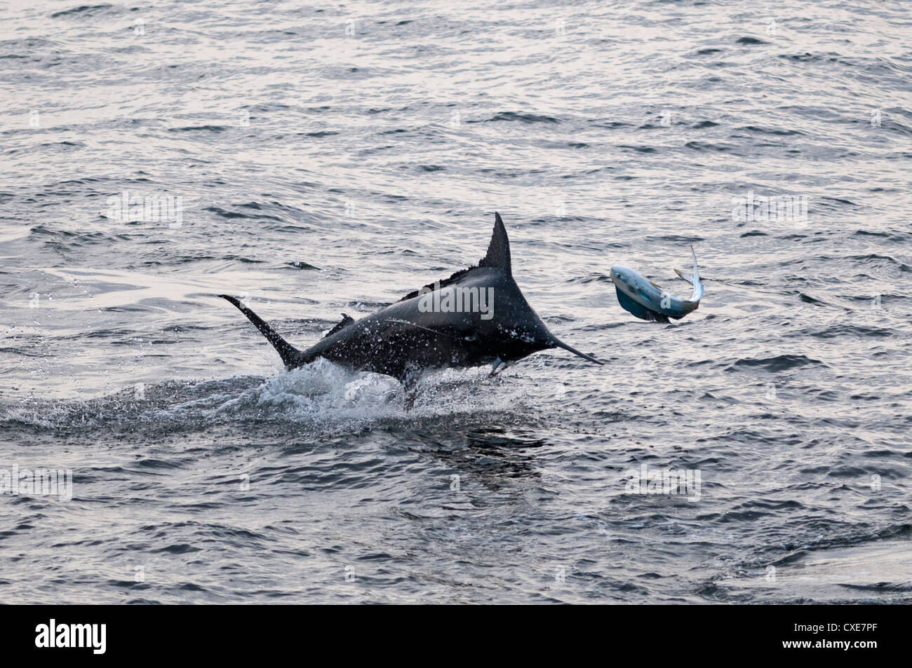 Blue Marlin (Makaira nigricans) hunting Dorado (Coryphaena hippurus), Congo, Africa Stock Photo