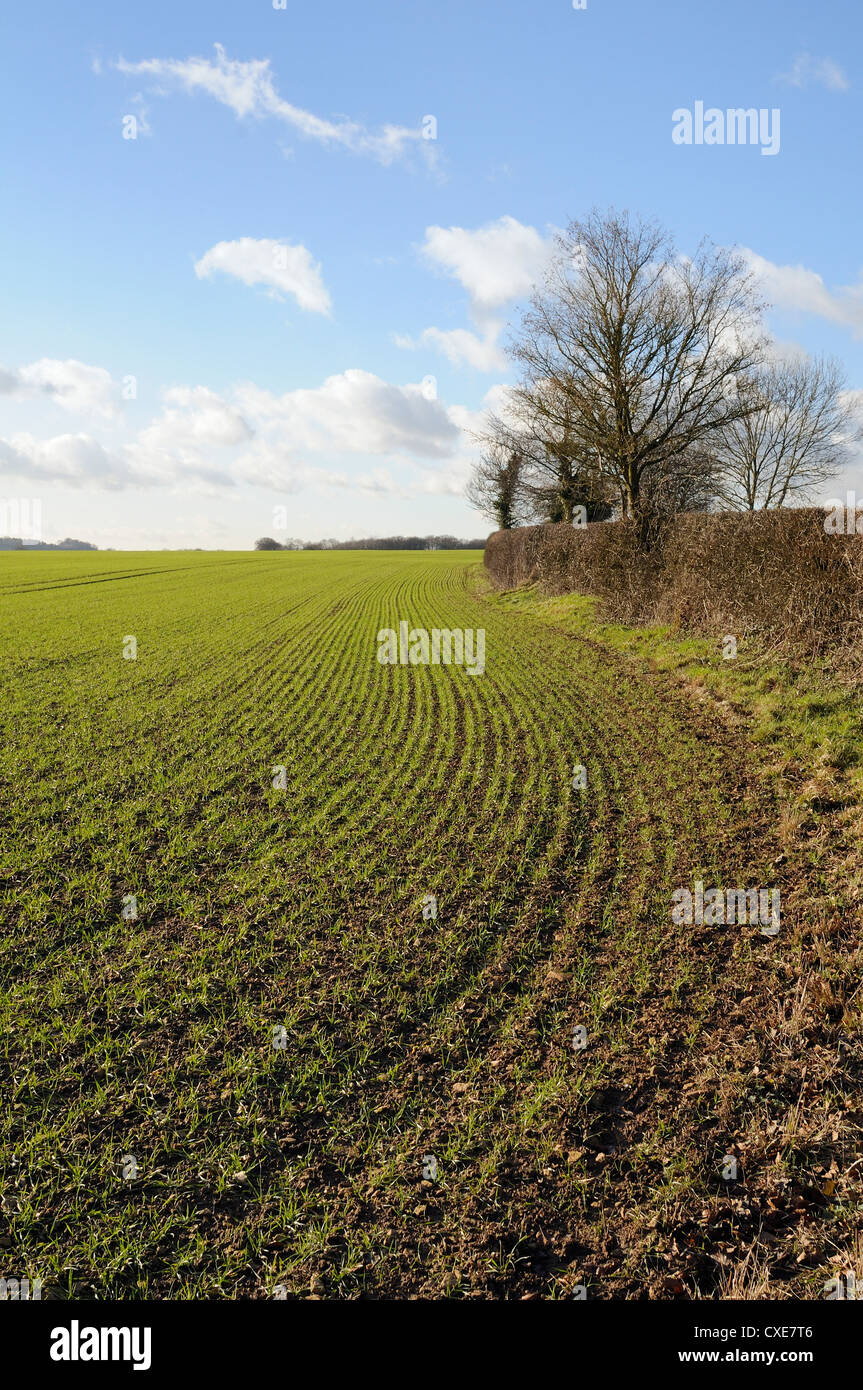 Field of young winter wheat seedlings and hedgerow, Wiltshire, England Stock Photo