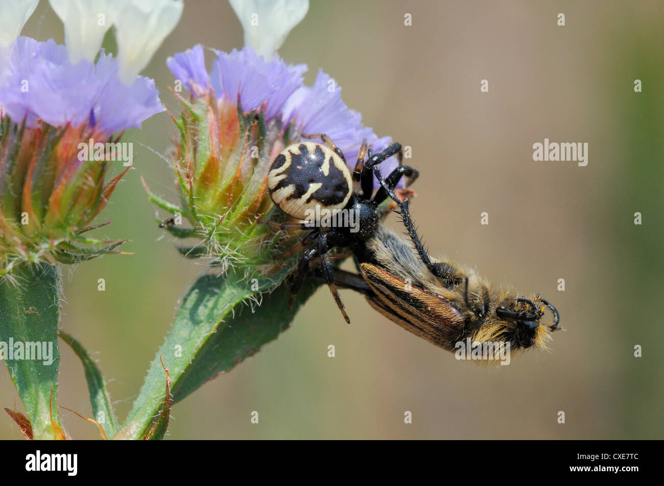 Crab spider (Synema globosum) with bumblebee, bumble bee, bee scarab beetle (Eulasia vittata) prey, Lesbos, Greece Stock Photo