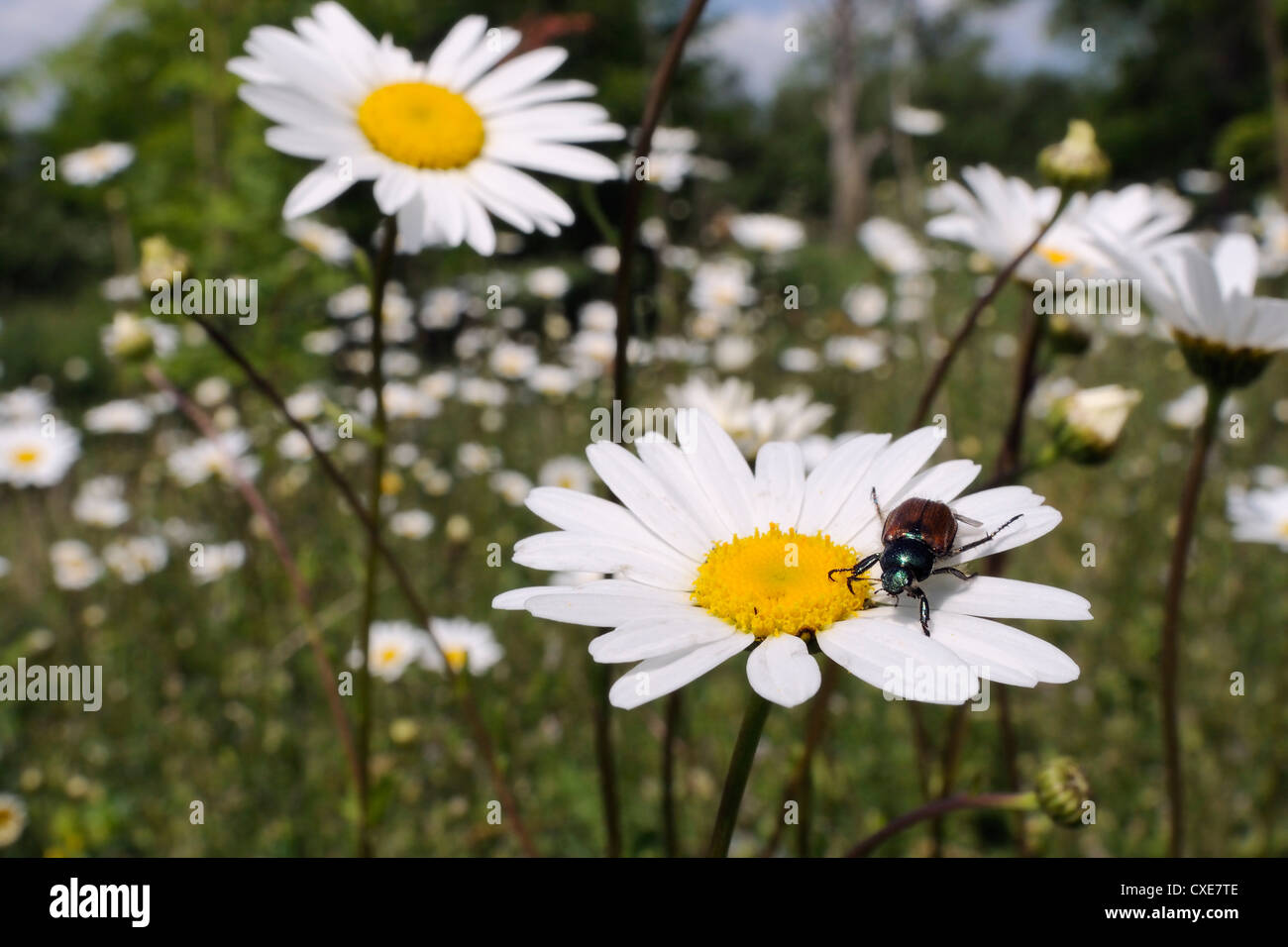 Garden chafer (Phyllopertha horticola) on Ox eye or Marguerite daisy (Leucanthemum vulgare) in meadow, Wiltshire, England Stock Photo