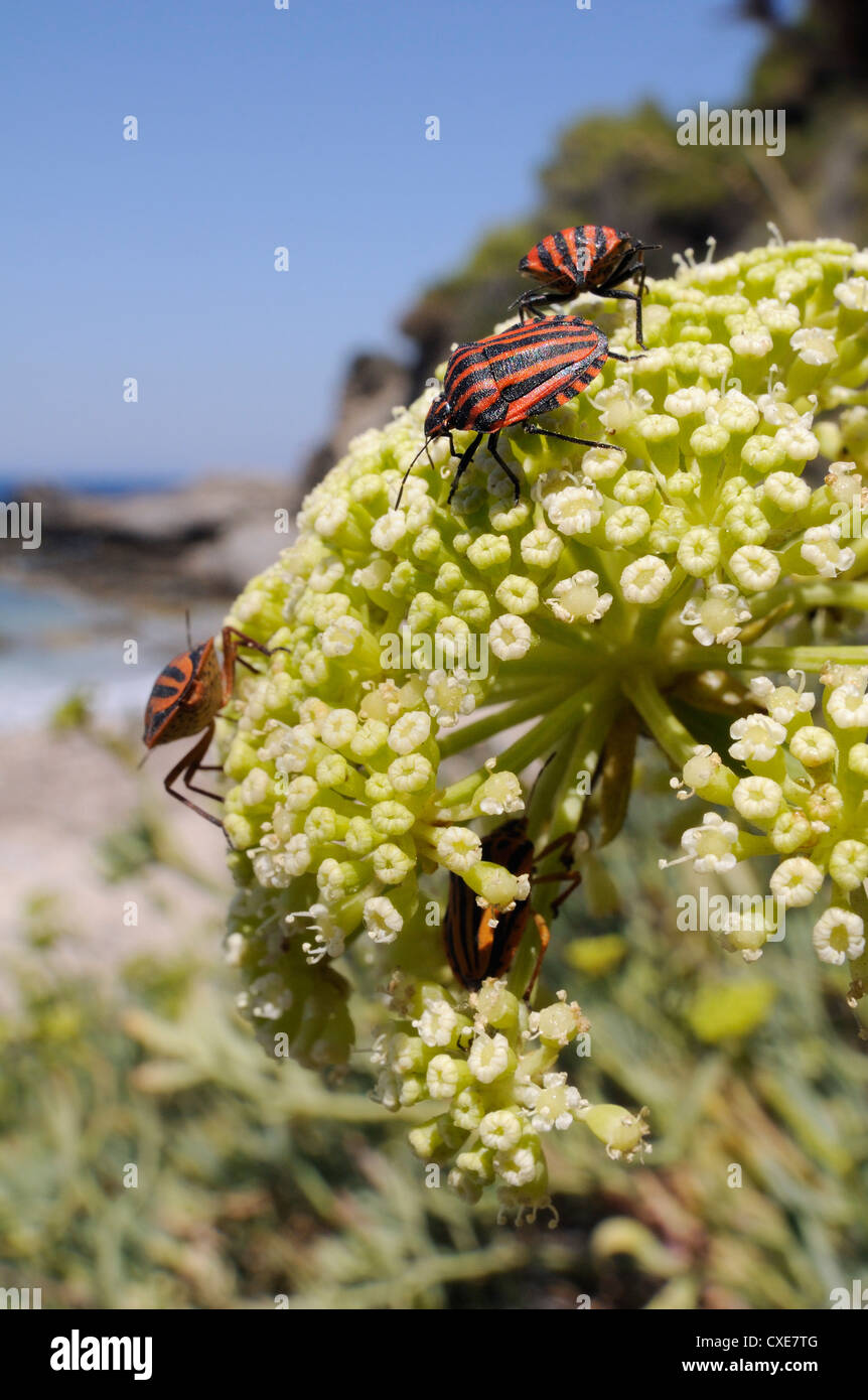 Italian striped stink bugs (Graphosoma lineatum italicum) on rock samphire (Crithmum maritimum), Samos, Greece Stock Photo