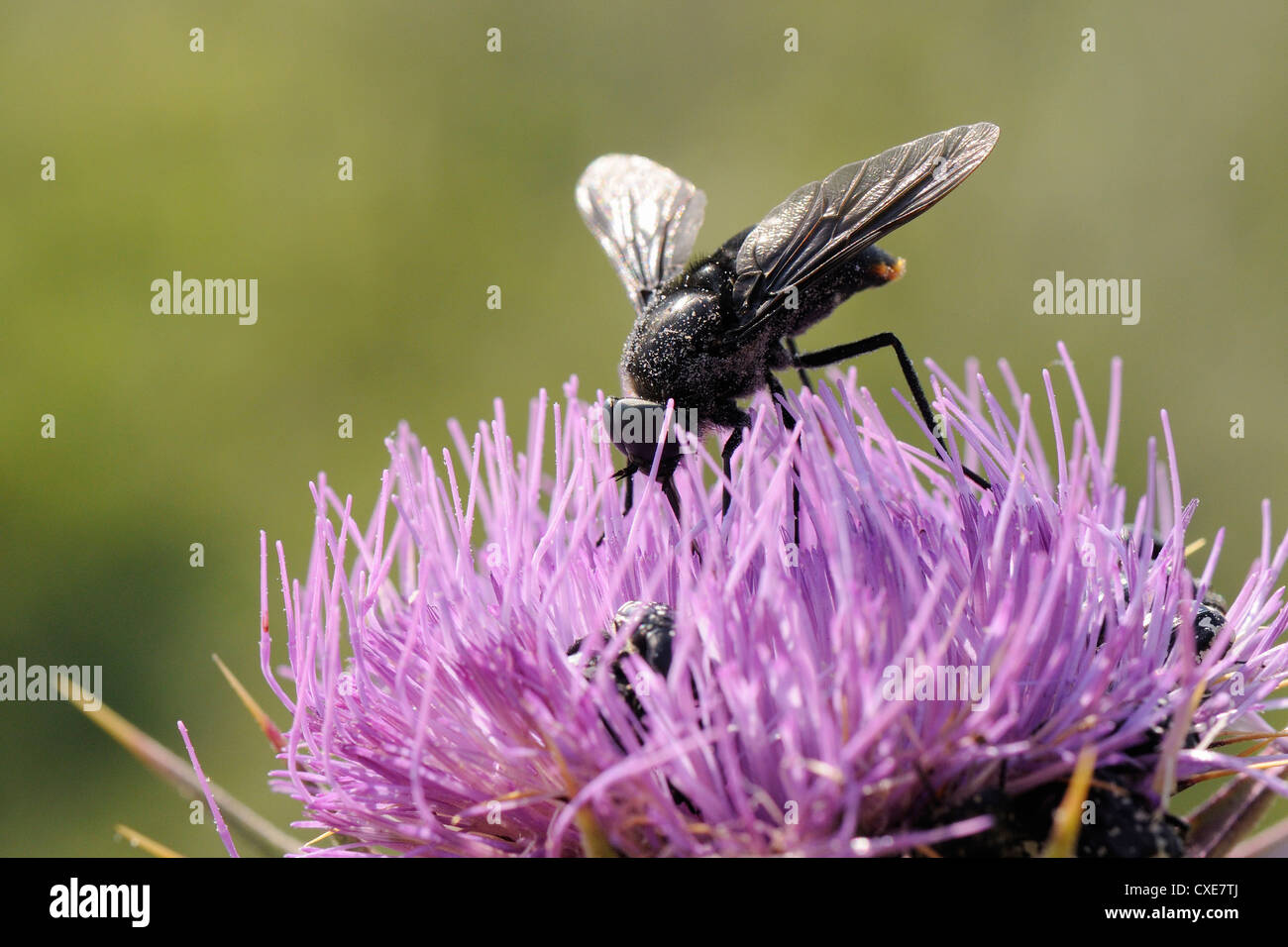 Nectar feeding Horse fly (Pangonius funebris) on Milk thistle (Carduus marianus), Lesbos, Greece Stock Photo
