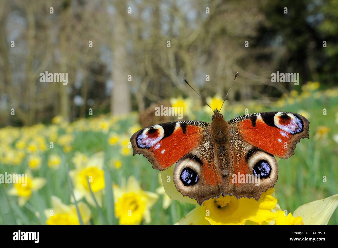 Peacock butterfly (Inachis io) on Wild daffodil (Narcissus pseudonarcissus), Wiltshire, England Stock Photo
