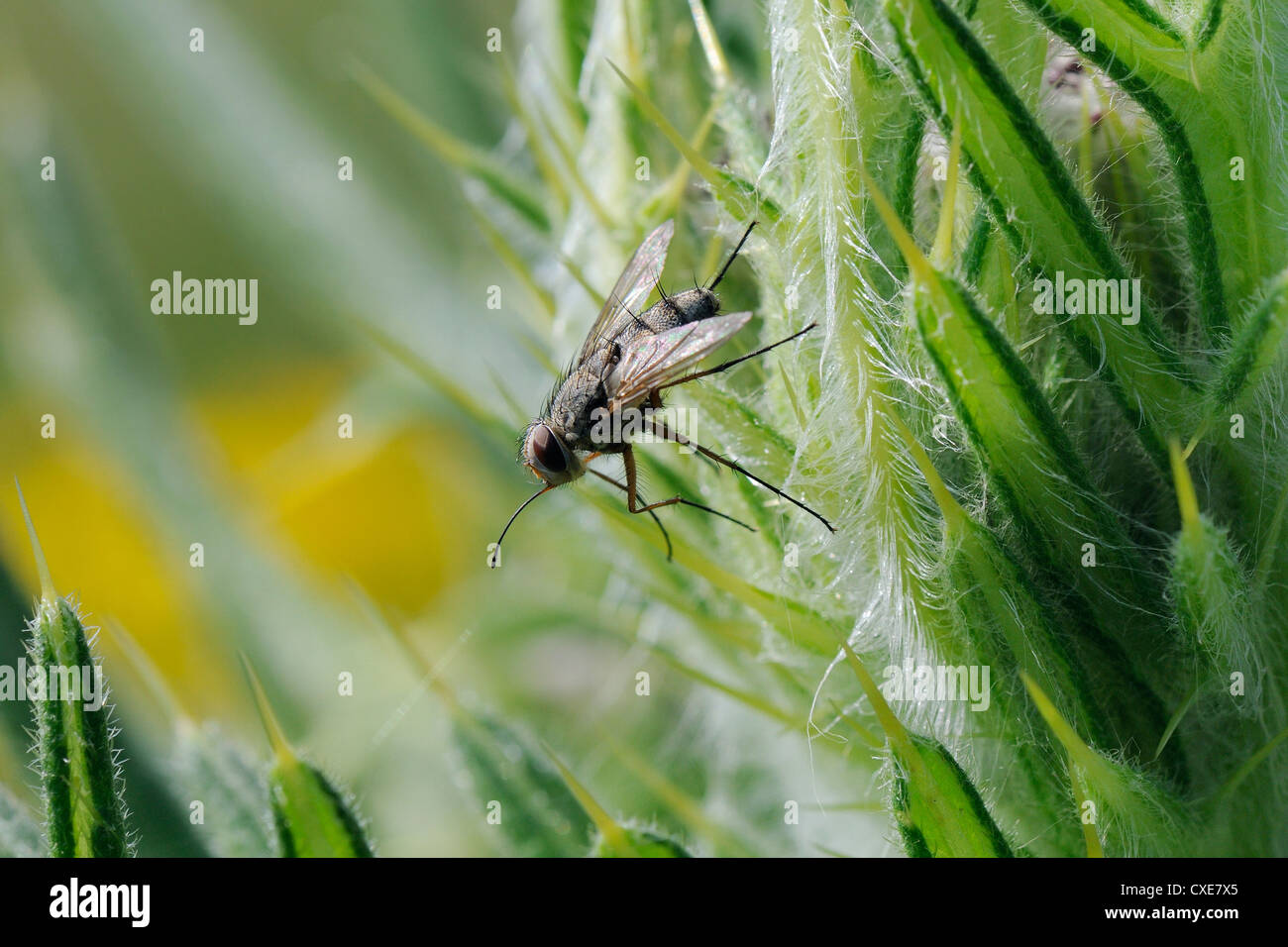 Parasite fly or Tachinid fly (Prosena siberita) with long proboscis, Wiltshire, England Stock Photo