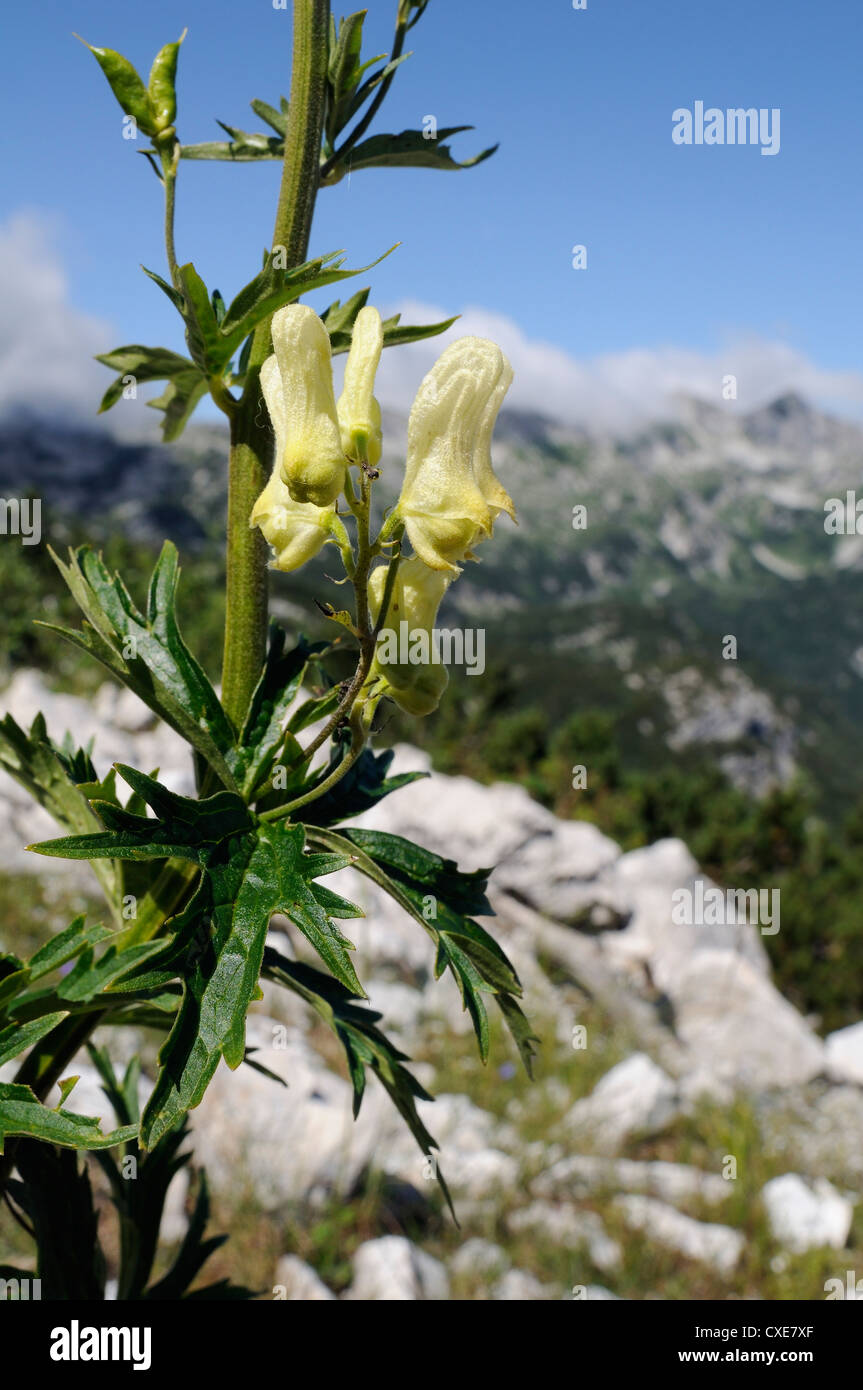 Alpine Wolfsbane or Yellow monkshood (Aconitum lycoctonum neapolitanum), Triglav National Park, slovenia, slovenianan Stock Photo