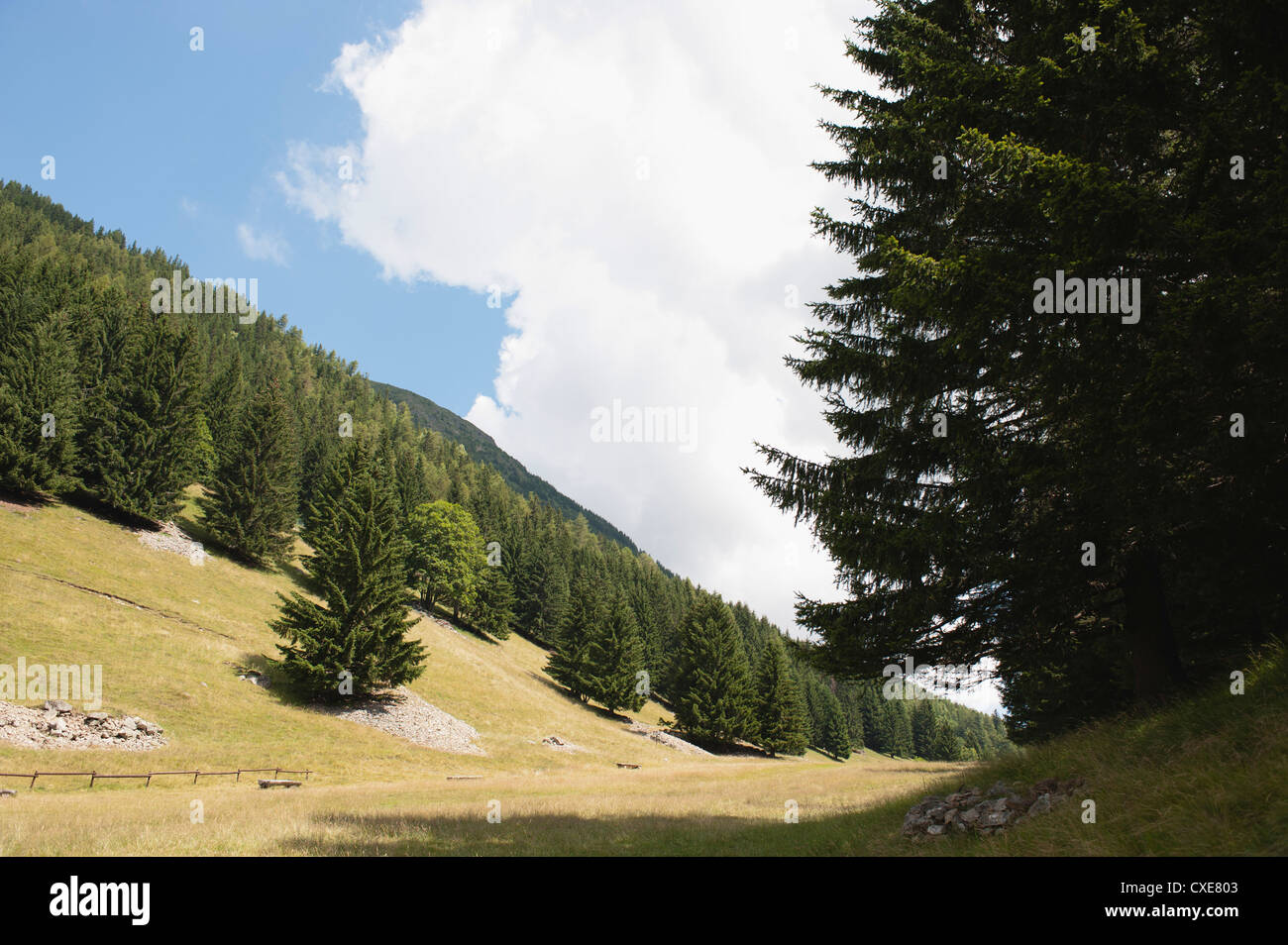 Wooded hillside Stock Photo