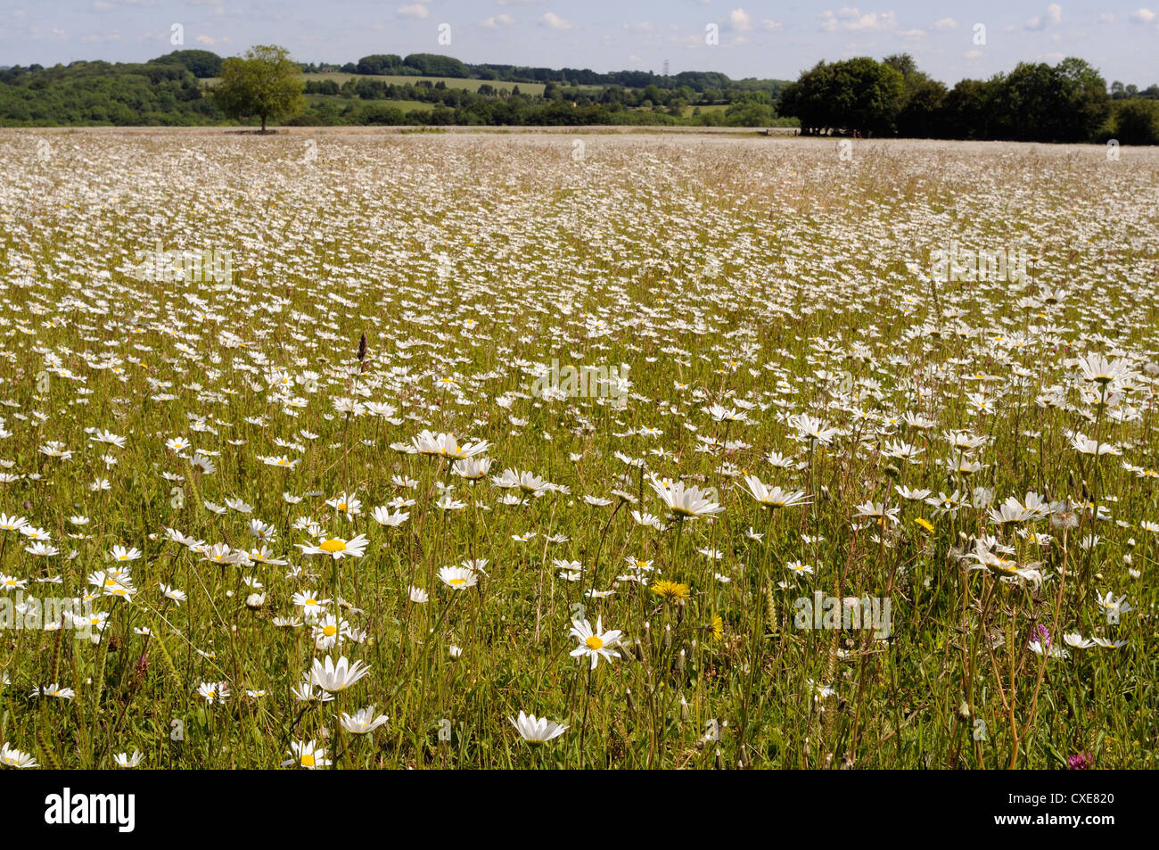 Dense carpet of ox eye daisies or Marguerites (Leucanthemum vulgare) in hay meadow, Wiltshire, England Stock Photo