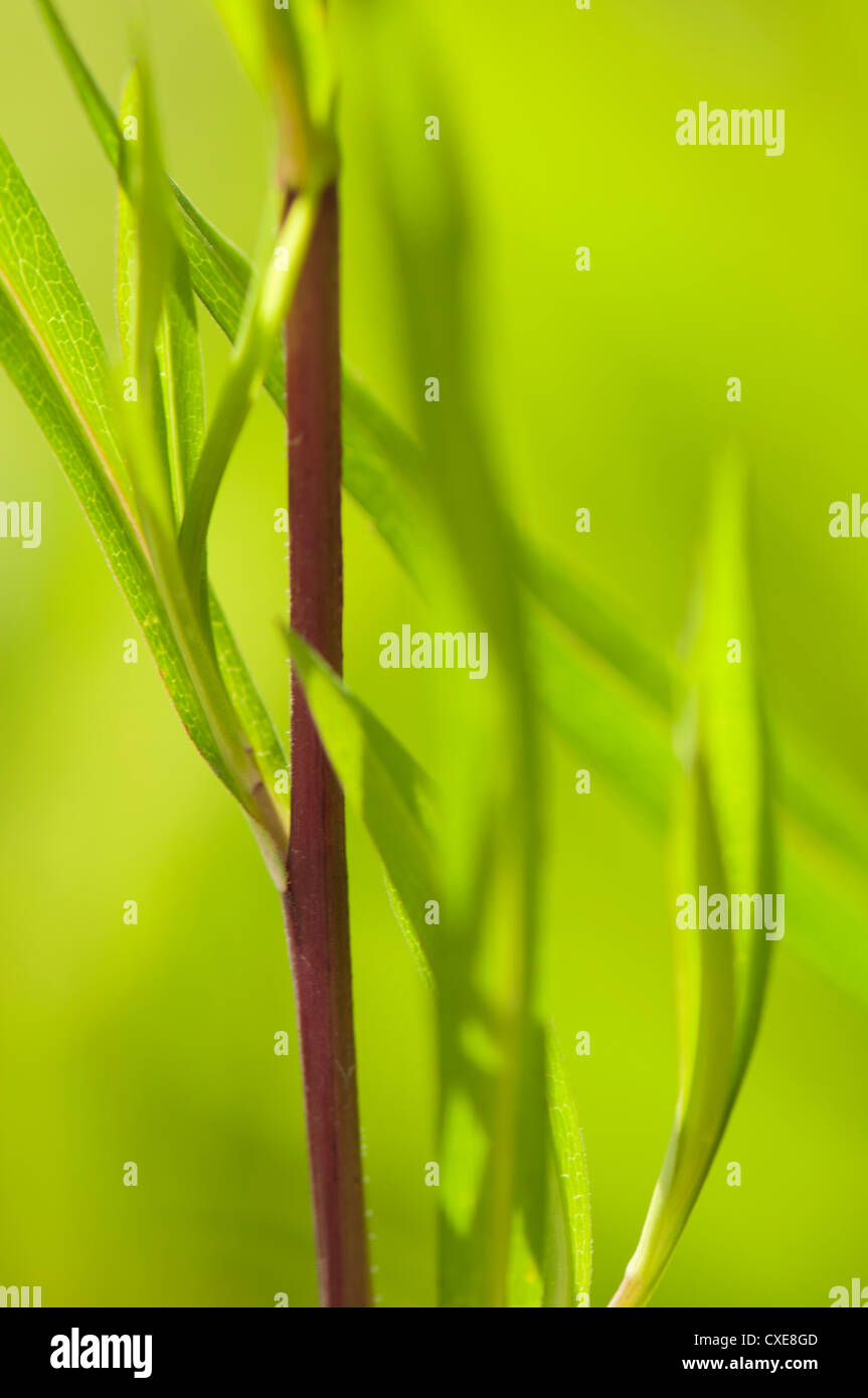 Green bamboo stems leaves hi-res stock photography and images - Alamy