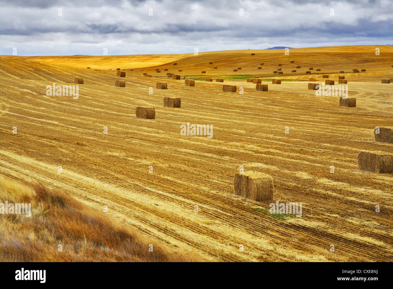 A field after a harvest Stock Photo - Alamy