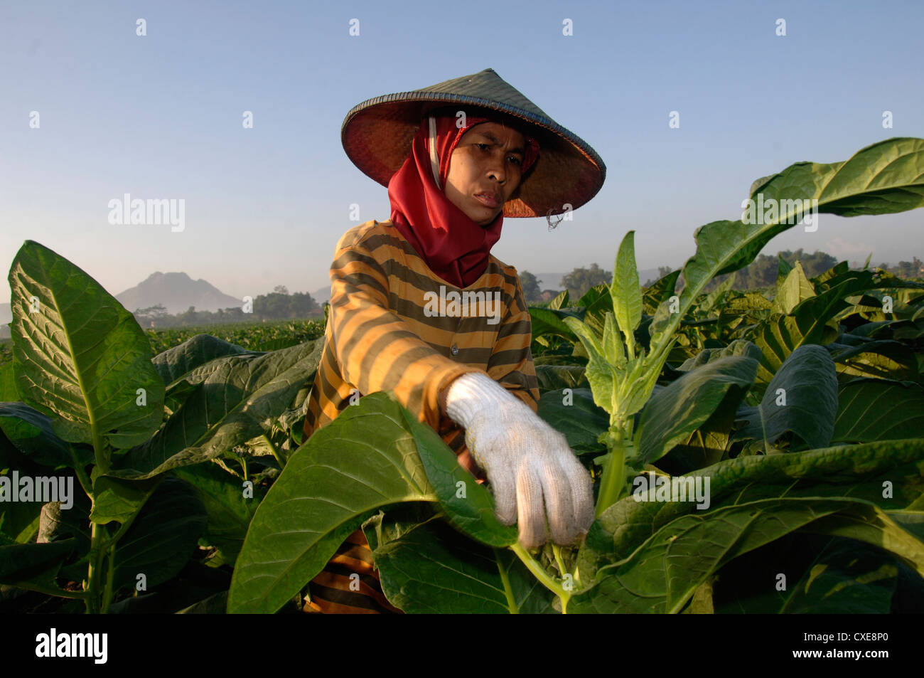 A tobacco farmer selects leaves in Tulungagung, East Java. Stock Photo