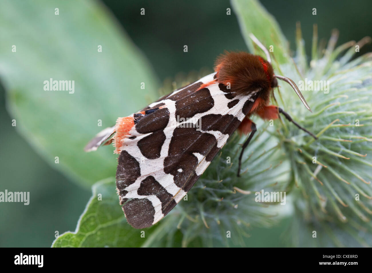 Garden Tiger moth, Arctia caja, UK Stock Photo