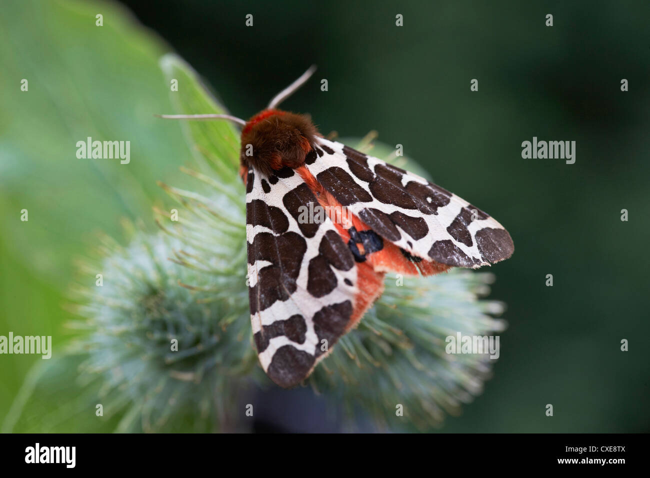 Garden Tiger moth, Arctia caja, UK Stock Photo