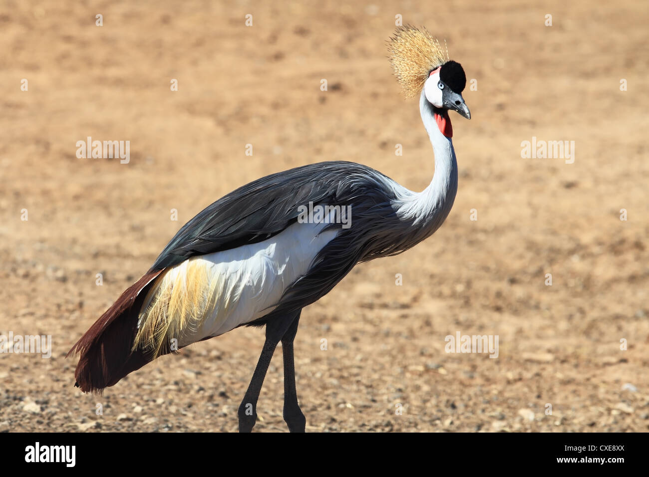 The bird with magnificent plumage Stock Photo