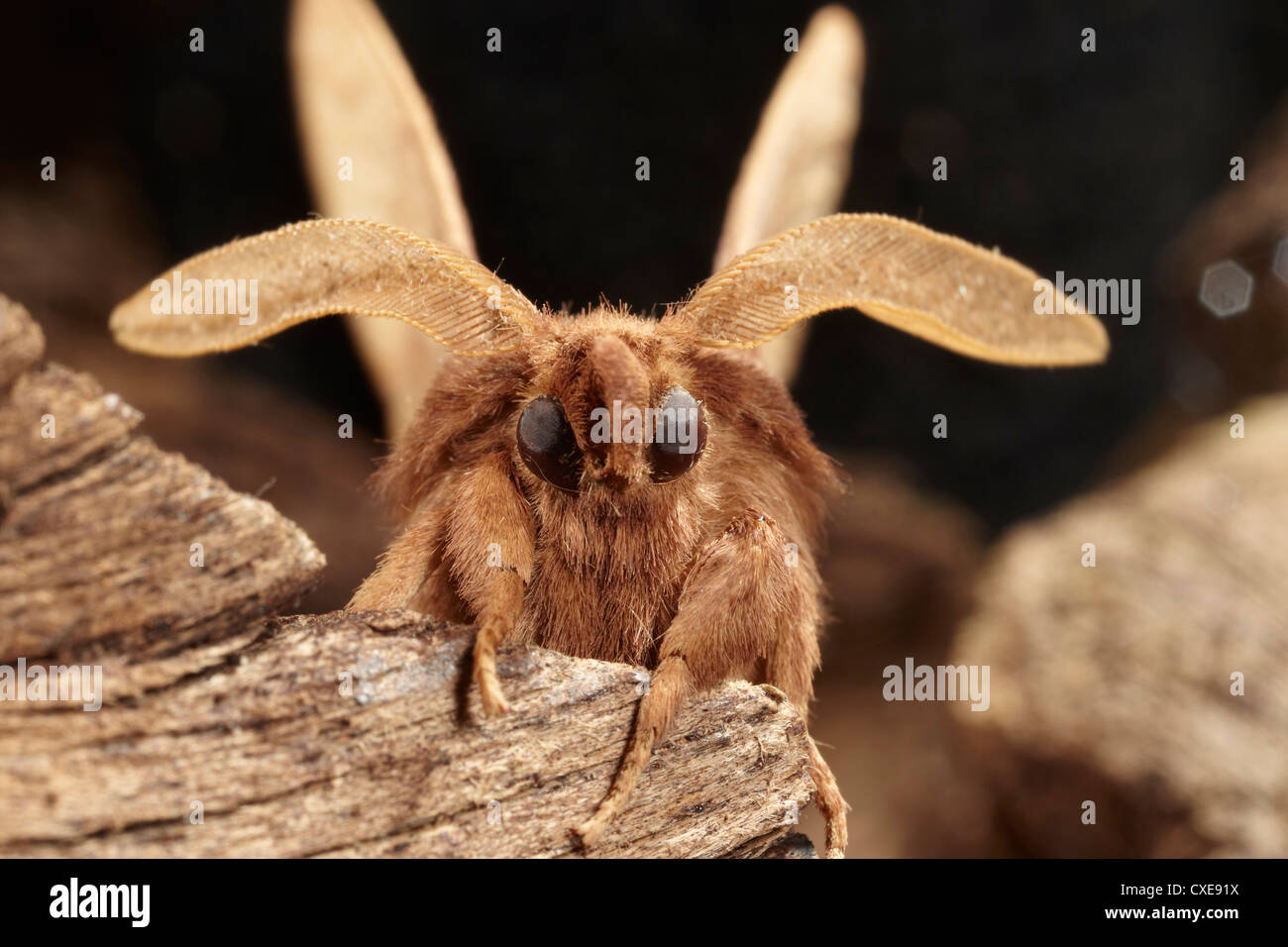 Drinker moth, Euthrix potatoria raising its antenna, East Yorkshire, UK. Stock Photo