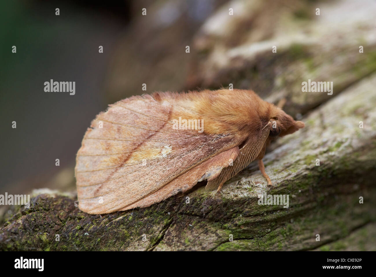 Drinker moth, Euthrix potatoria raising its antenna, East Yorkshire, UK. Stock Photo
