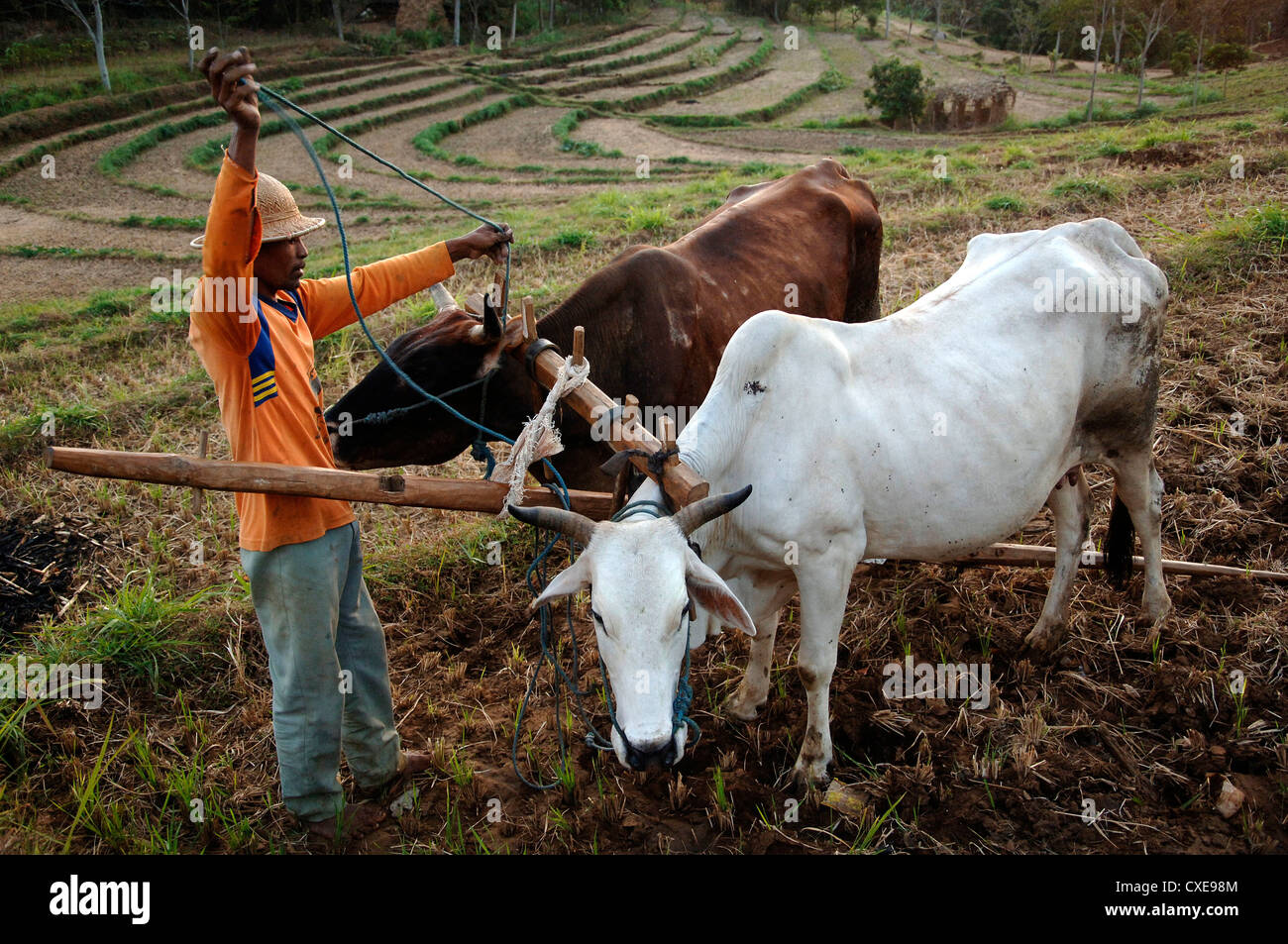 Traditional Plow High Resolution Stock Photography and Images Alamy