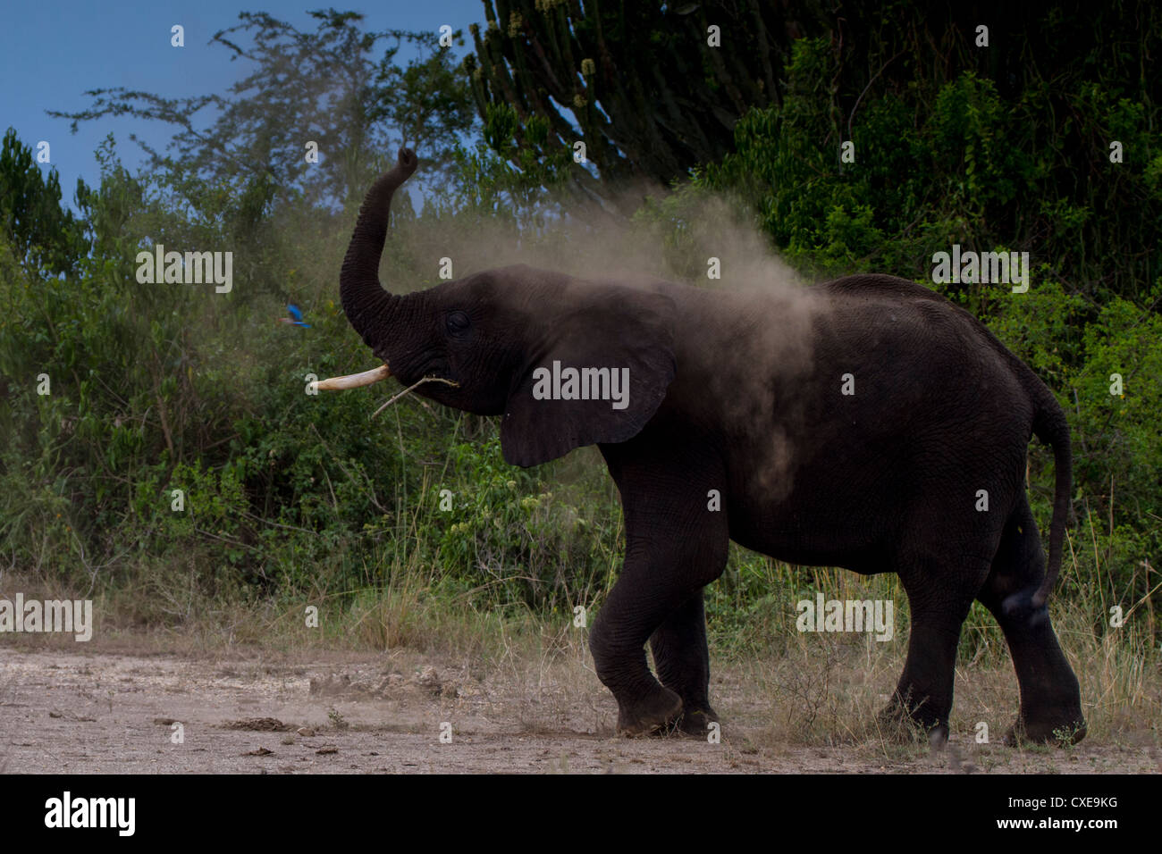 African Elephant (Loxodonta africana) having dust bath Queen Elizabeth NP, Uganda Stock Photo