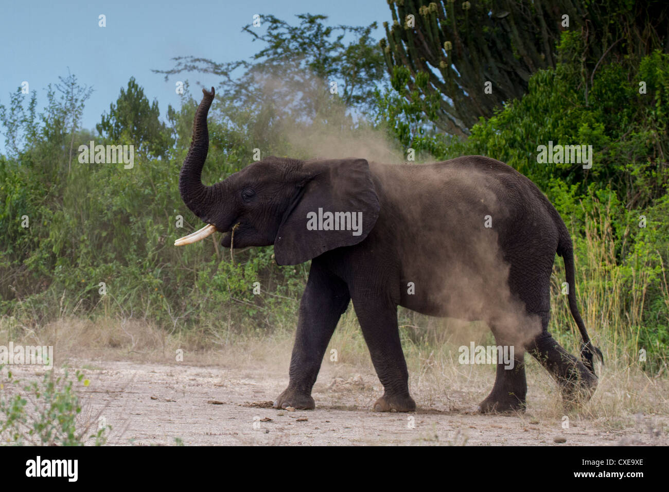 African Elephant (Loxodonta africana) having dust bath Queen Elizabeth NP, Uganda Stock Photo