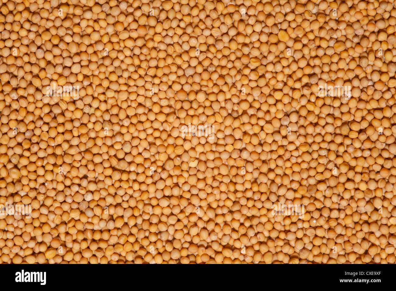 mustard background, yellow grainy yellow texture, backdrop Stock Photo