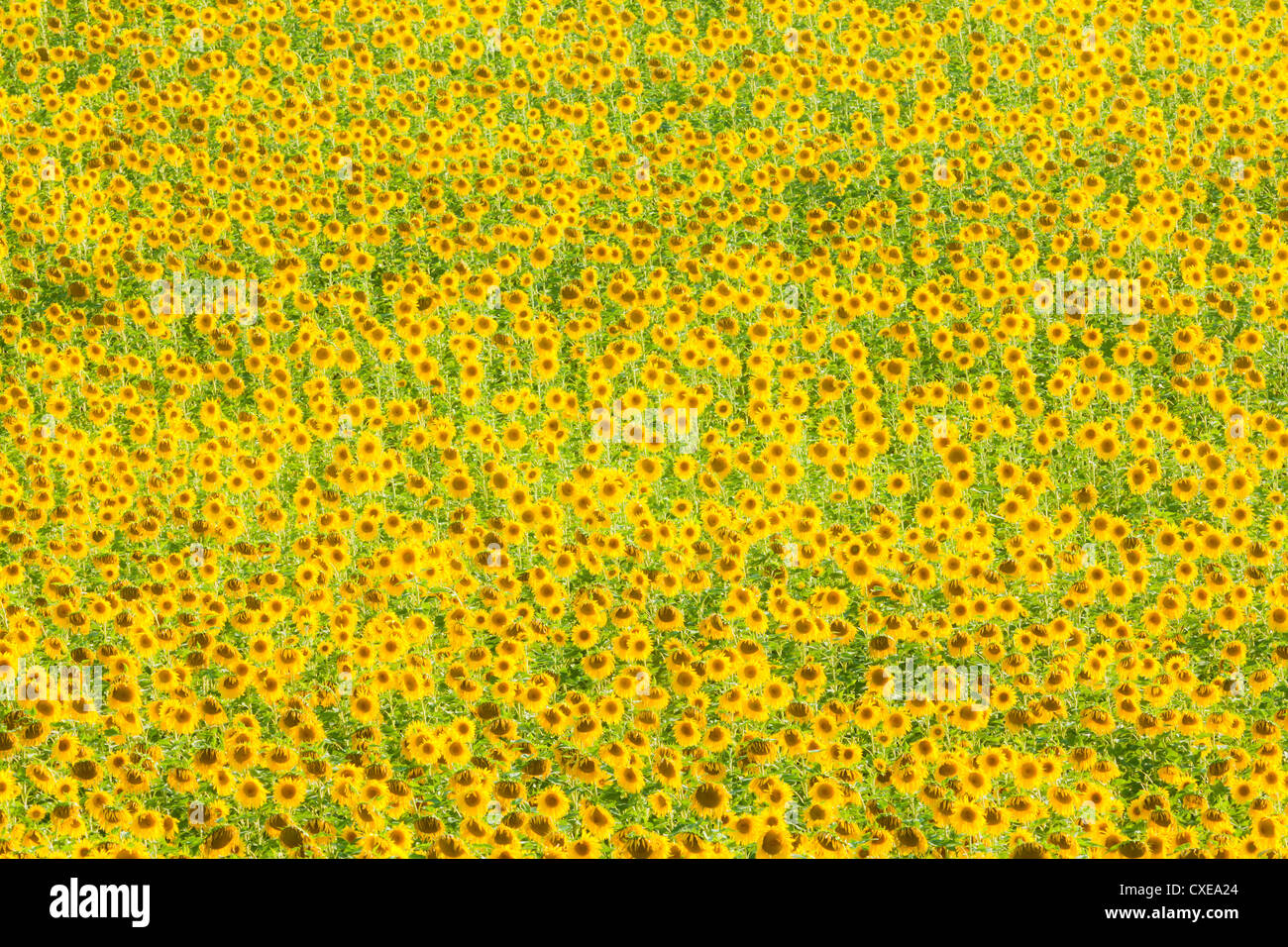 Sunflower (Helianthus) fields, Andalucia, Spain, Europe Stock Photo