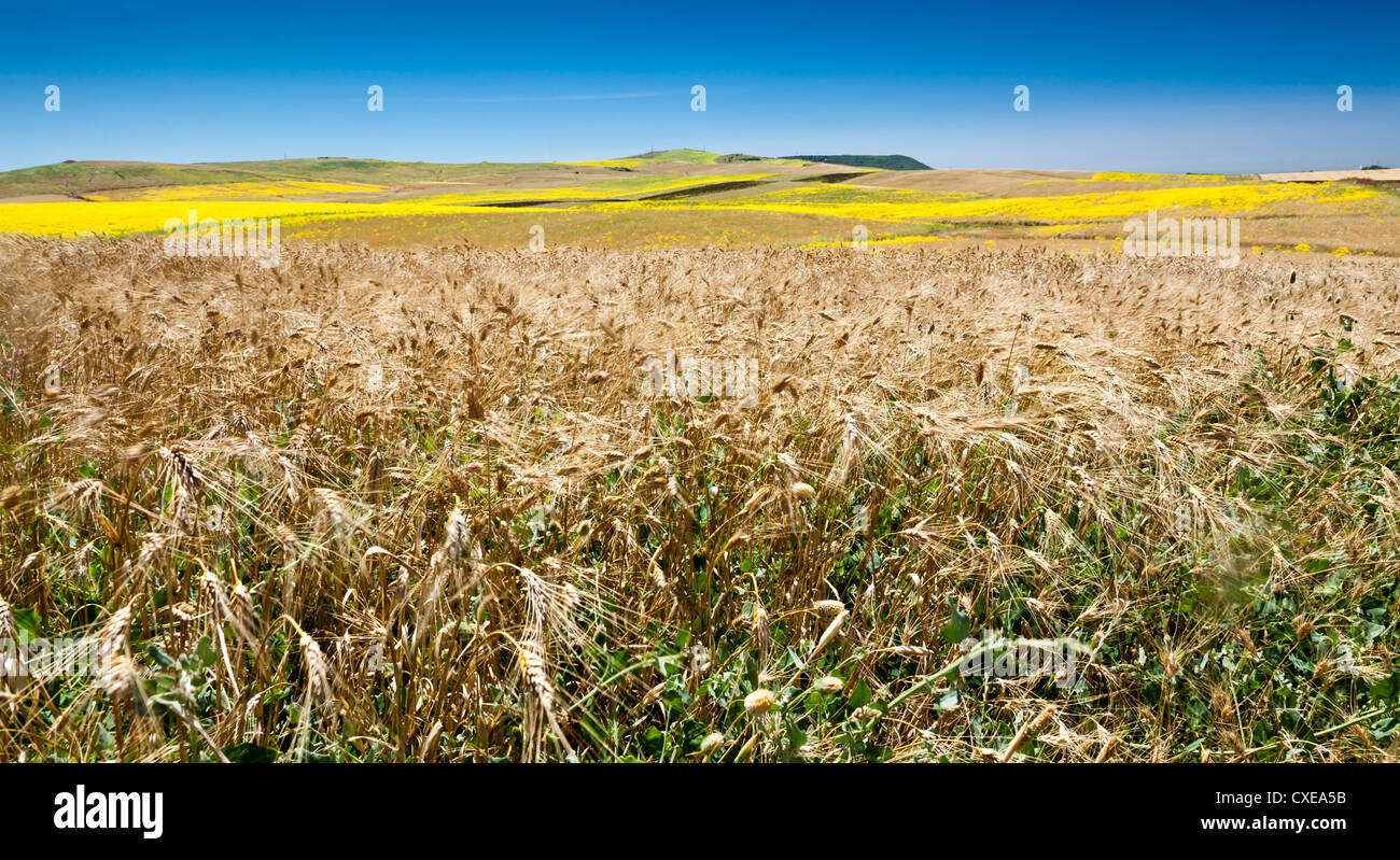 Weeds in wheat and summer fields, Cadiz, Andalucia, Spain, Europe Stock Photo