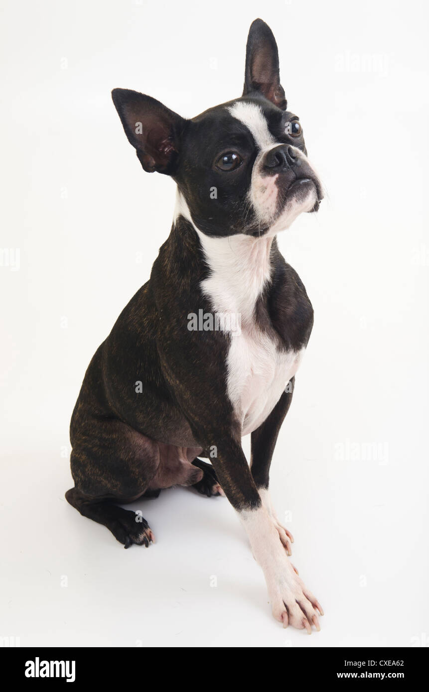 Boston Terrier dog isolated on white background. Copy space Stock Photo ...