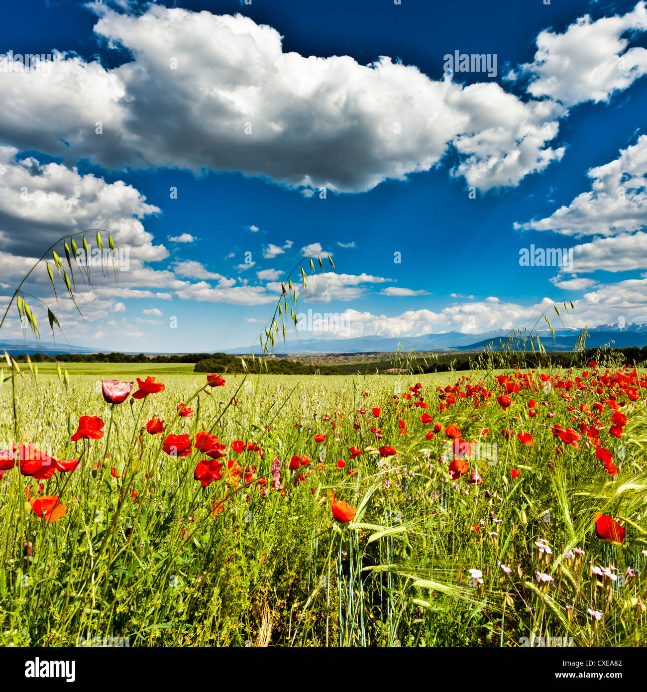 Wild poppies (Papaver rhoeas) and wild grasses in front of Sierra Nevada mountains, Andalucia, Spain, Europe Stock Photo