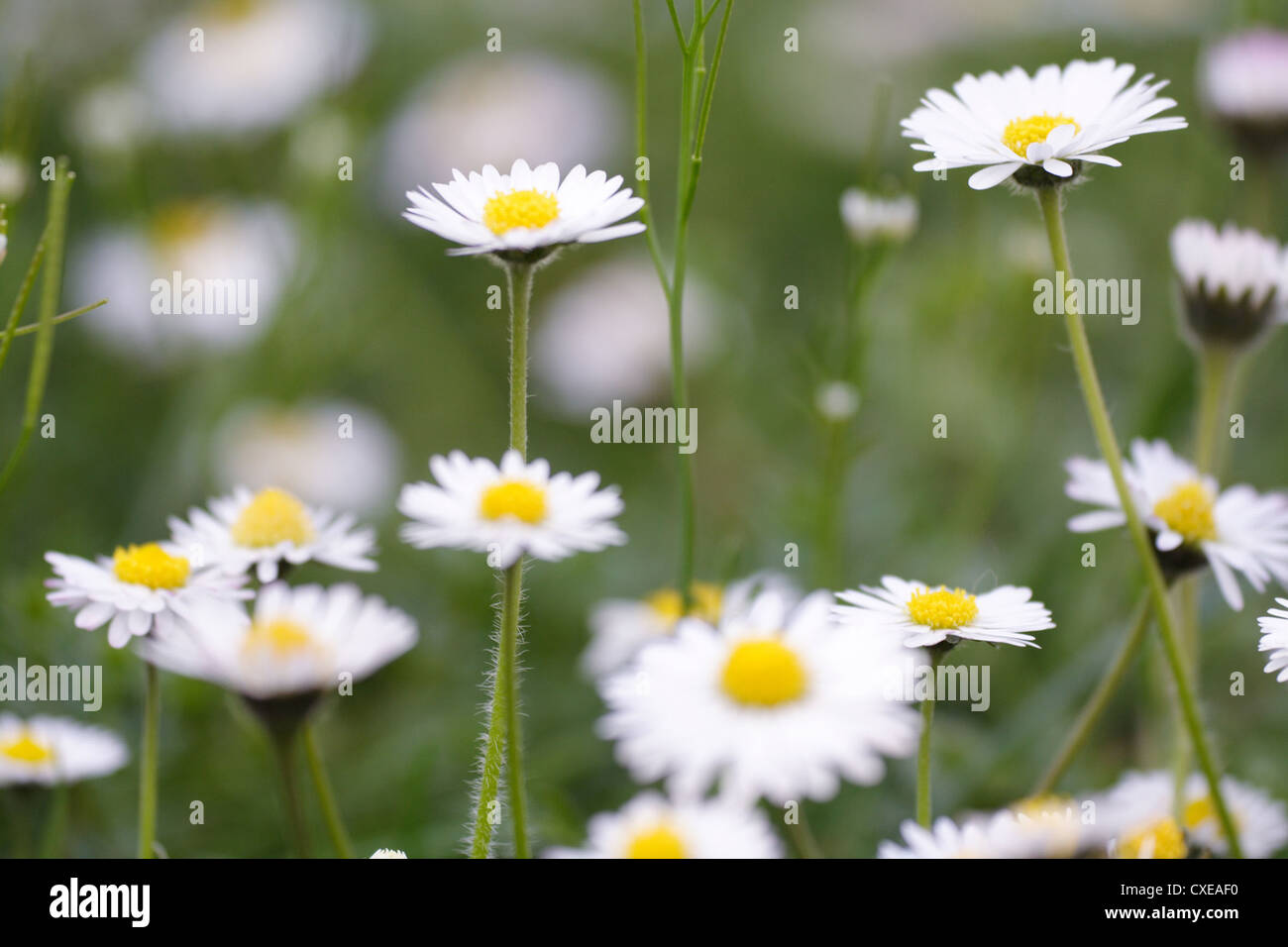 Saarbruecken, single daisies Stock Photo