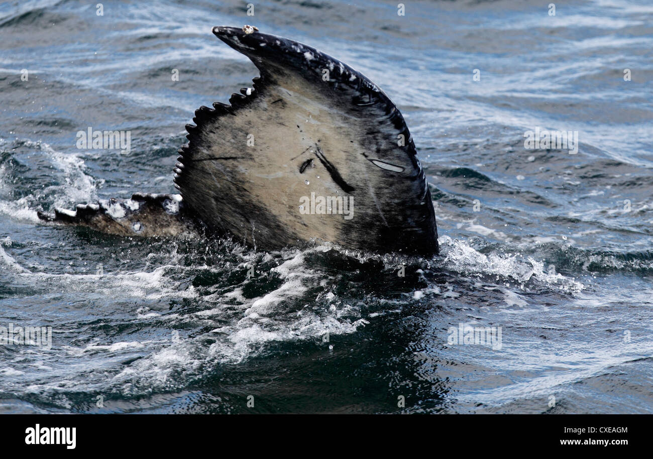 juvenile humpback whale with a mark resembling the number 7 on its fluke, Bay of Fundy off Brier Island, Nova Scotia Stock Photo