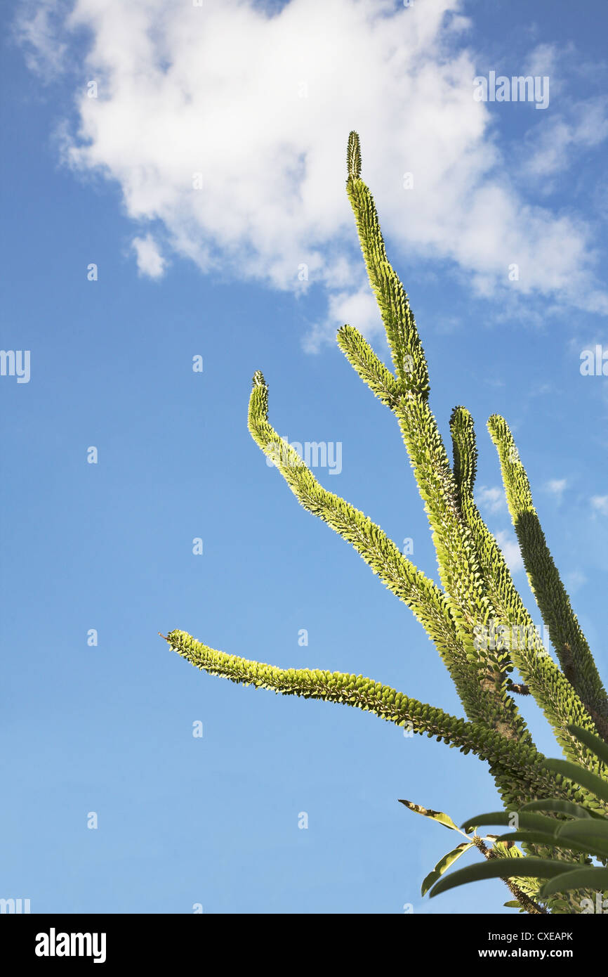 Cactuses Stock Photo