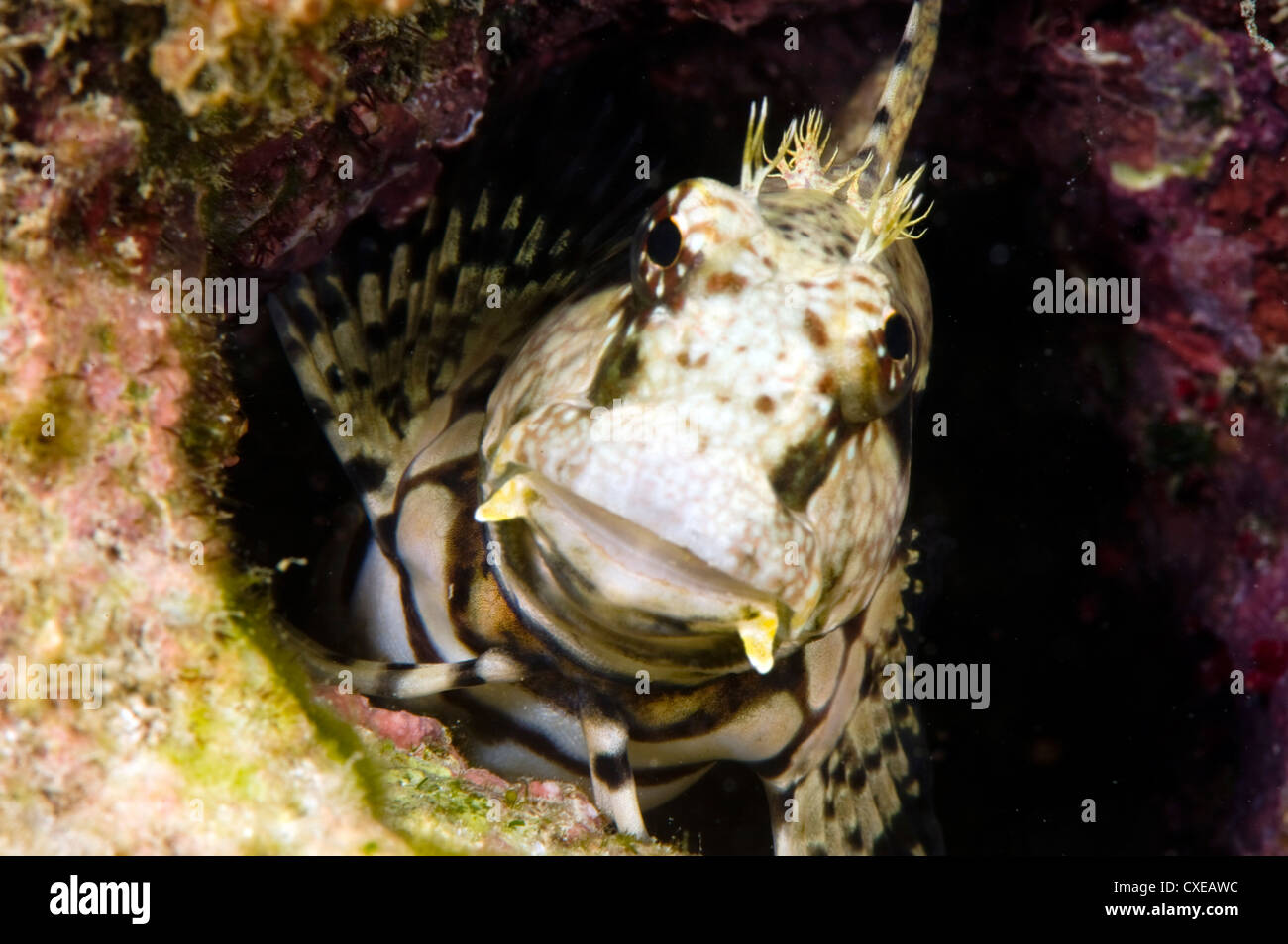 Ceram blenny (Salarias ceramensis), grows to 14cm, Indonesia and the Philippines, Southeast Asia, Asia Stock Photo