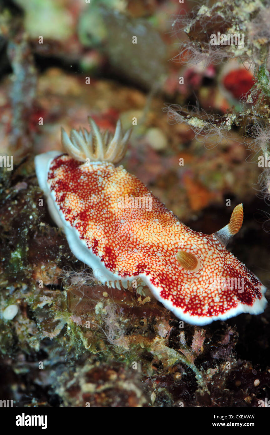 Undescribed chromodoris sp 7 nudibranch, Philippines, Southeast Asia, Asia Stock Photo