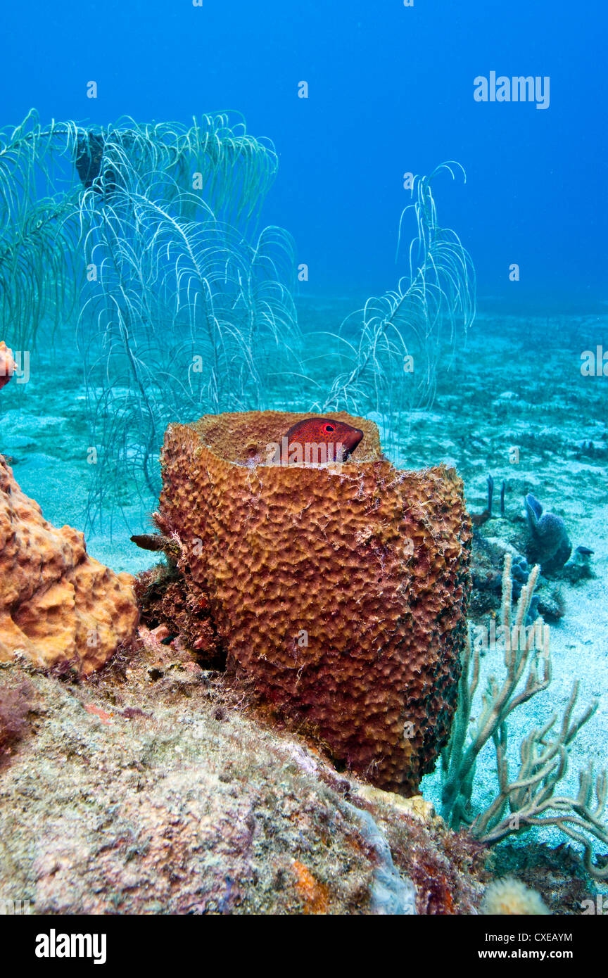 Coney (Cephalopholis fulva), in a barrel sponge, St. Lucia, West Indies
