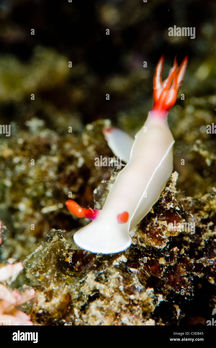 Hypselodoris bullockii nudibranch, grows to 70mm, Indo-west Pacific waters, varies greatly in colours, Philippines Stock Photo