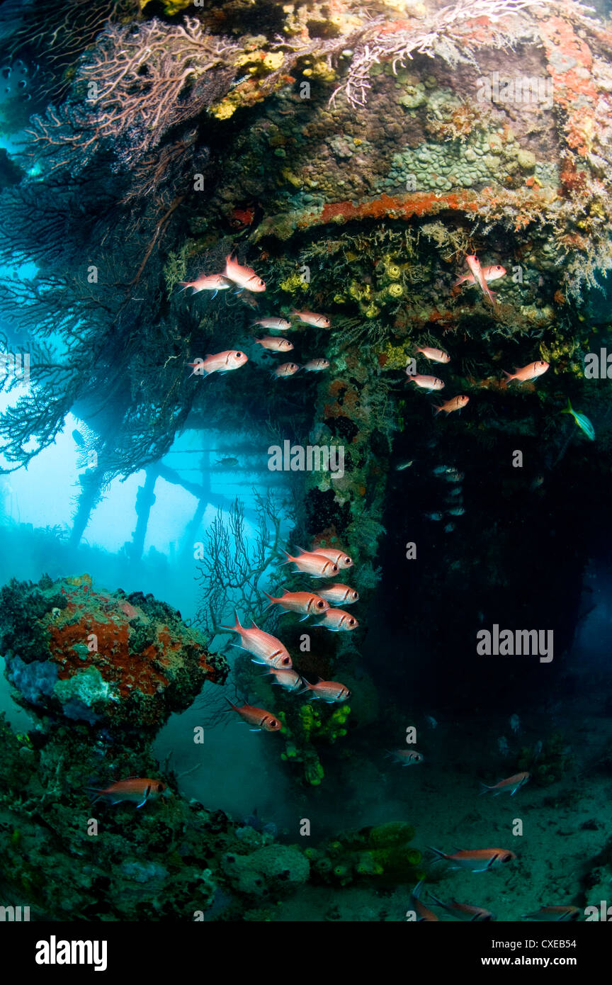 Coral growth inside the wreck of the Lesleen M freighter, sunk as an artificial reef in 1985 in Anse Cochon Bay, St. Lucia Stock Photo