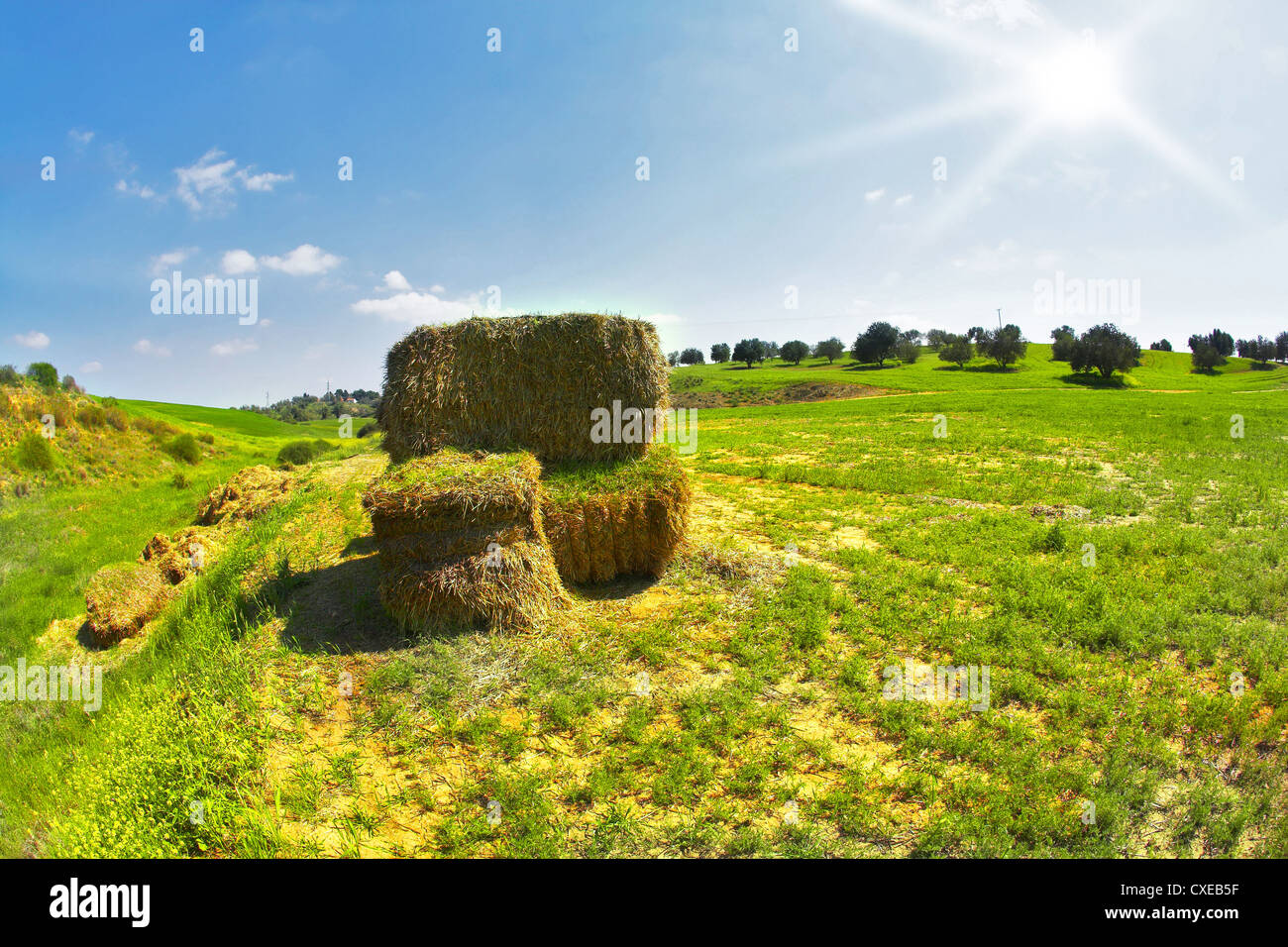 The oblique grass Stock Photo