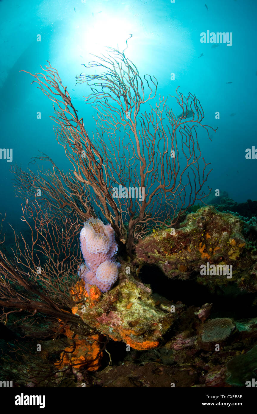 Reef scene with fan coral and vase sponge, St. Lucia, West Indies, Caribbean, Central America Stock Photo